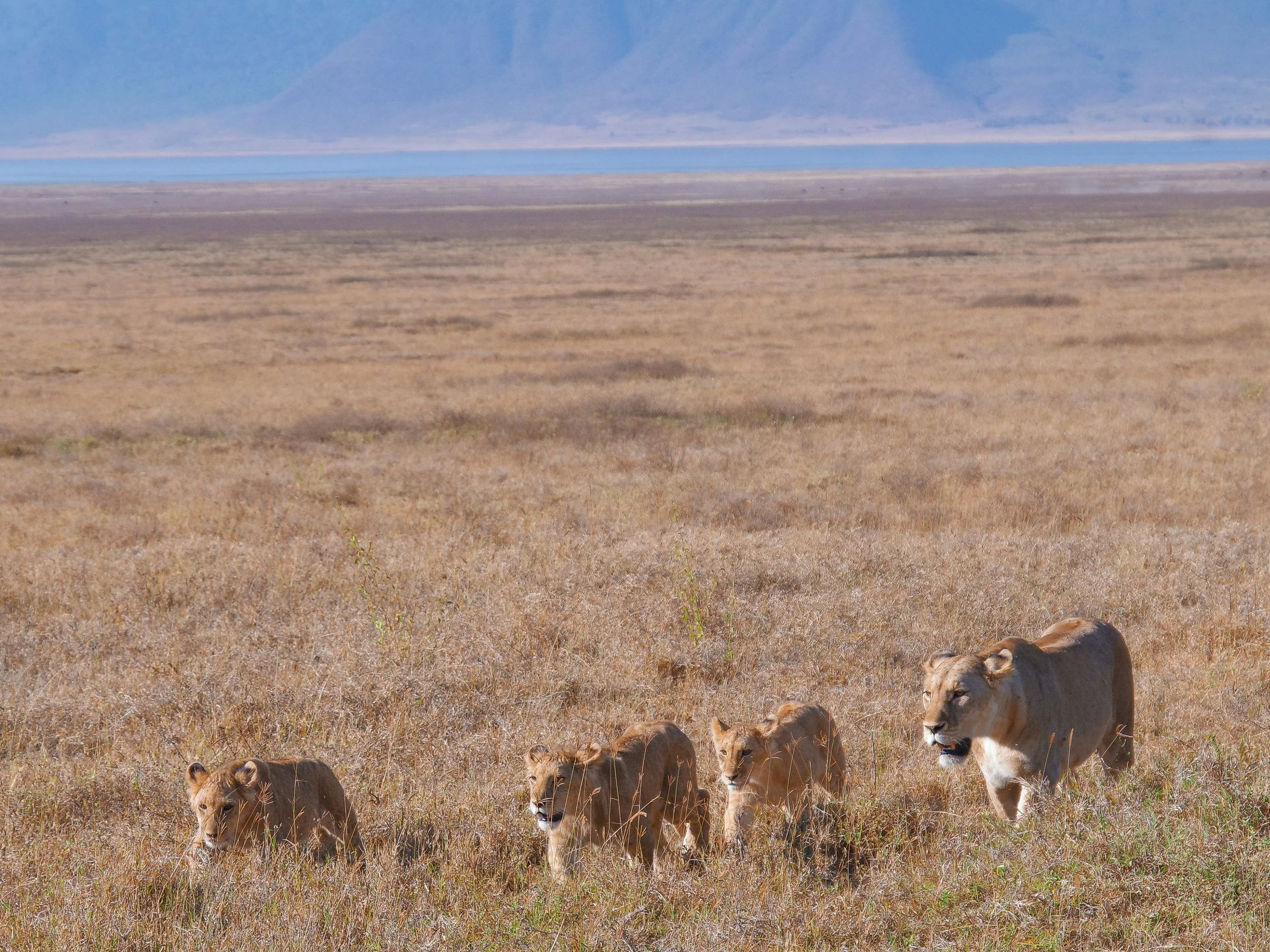 The_Ngorongoro_Crater_08.jpg