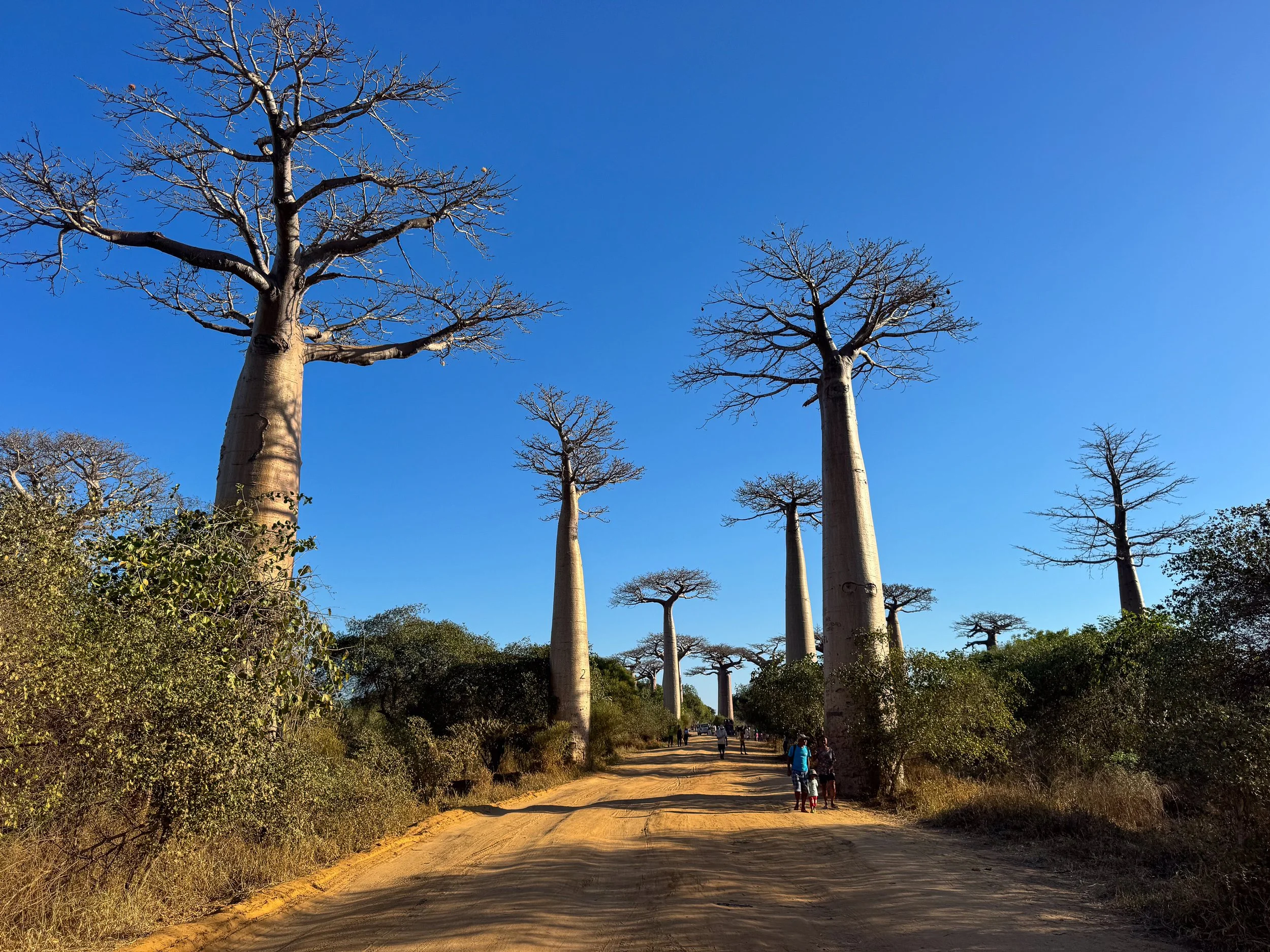 Avenue_of_the_Baobabs_02.jpg