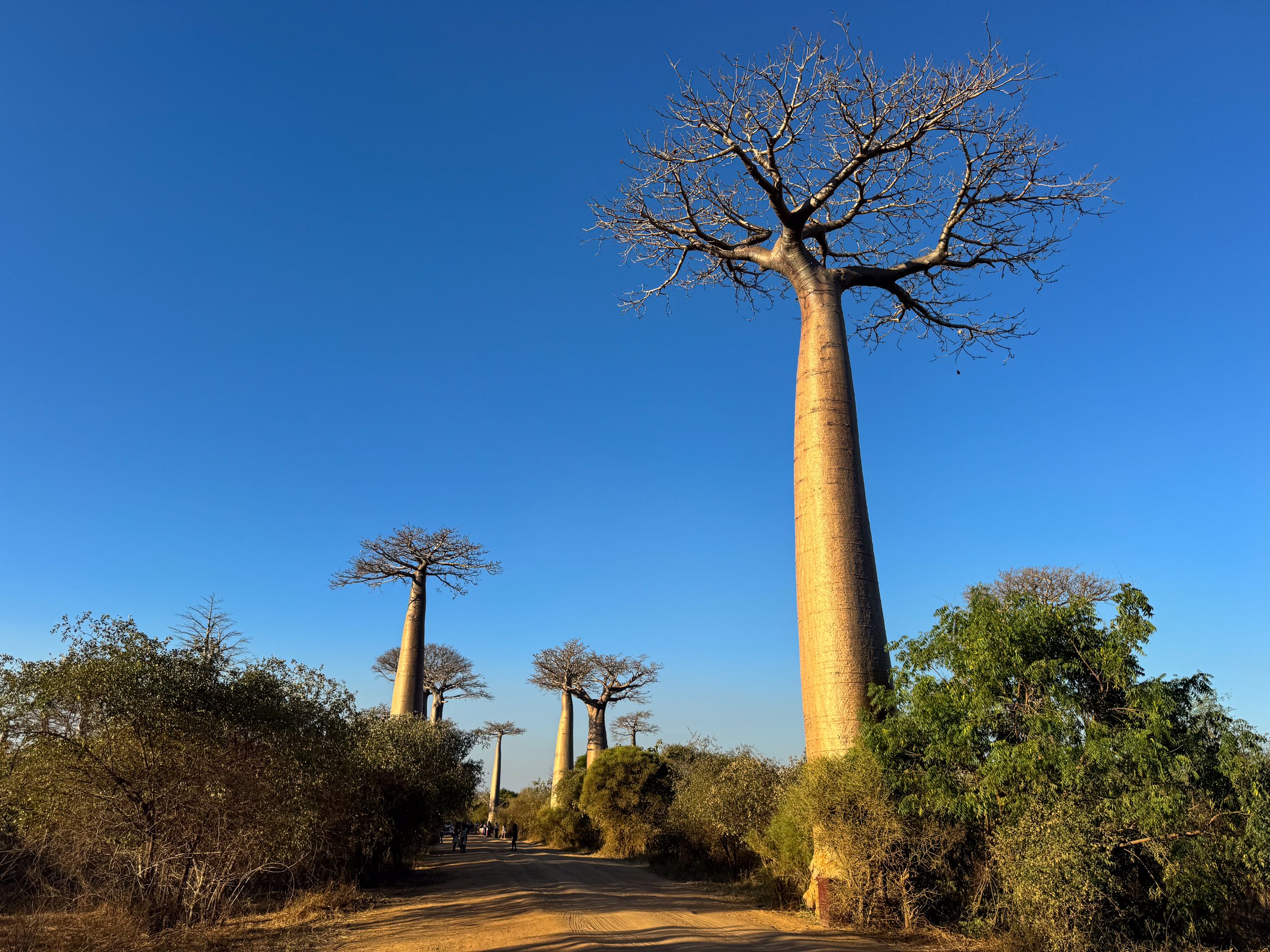 Avenue_of_the_Baobabs_04.jpg