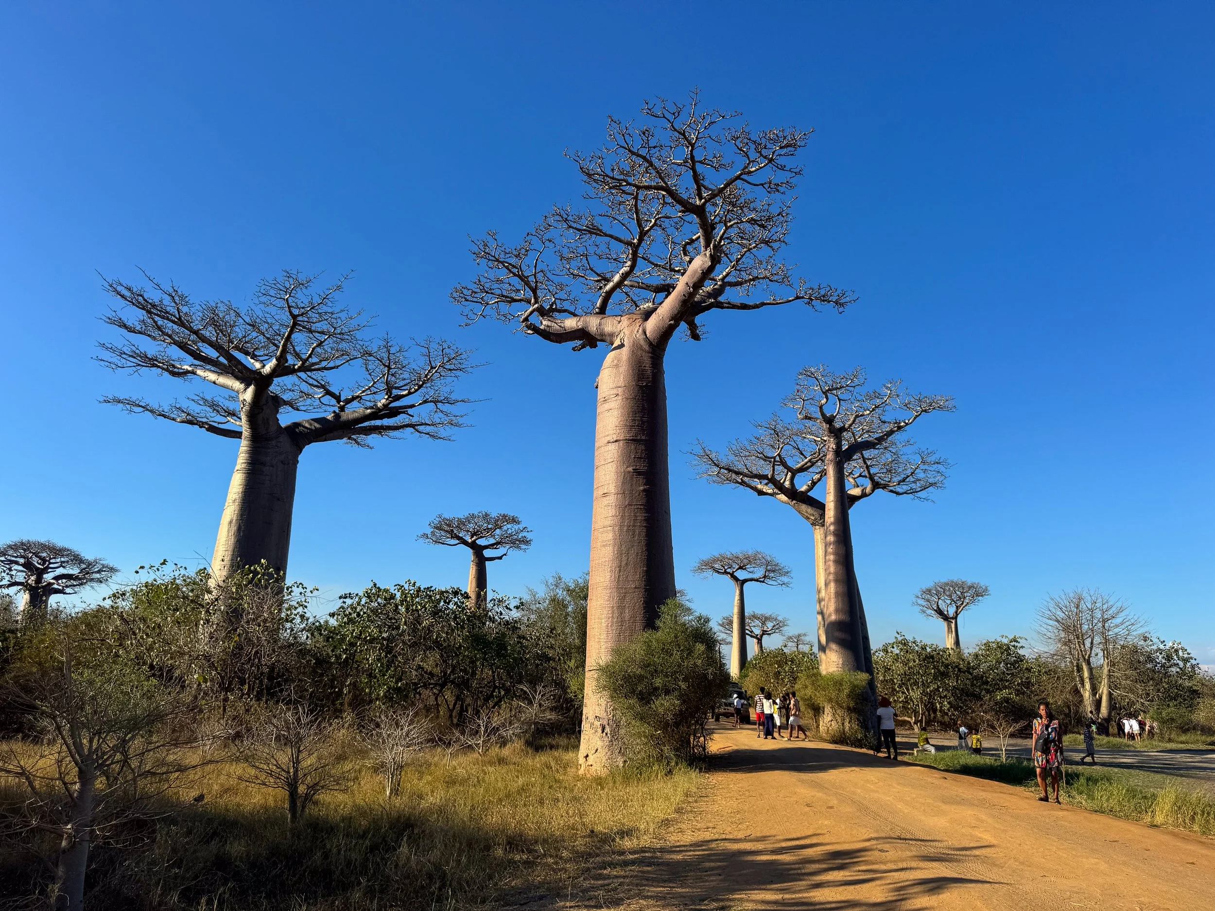 Avenue_of_the_Baobabs_03.jpg