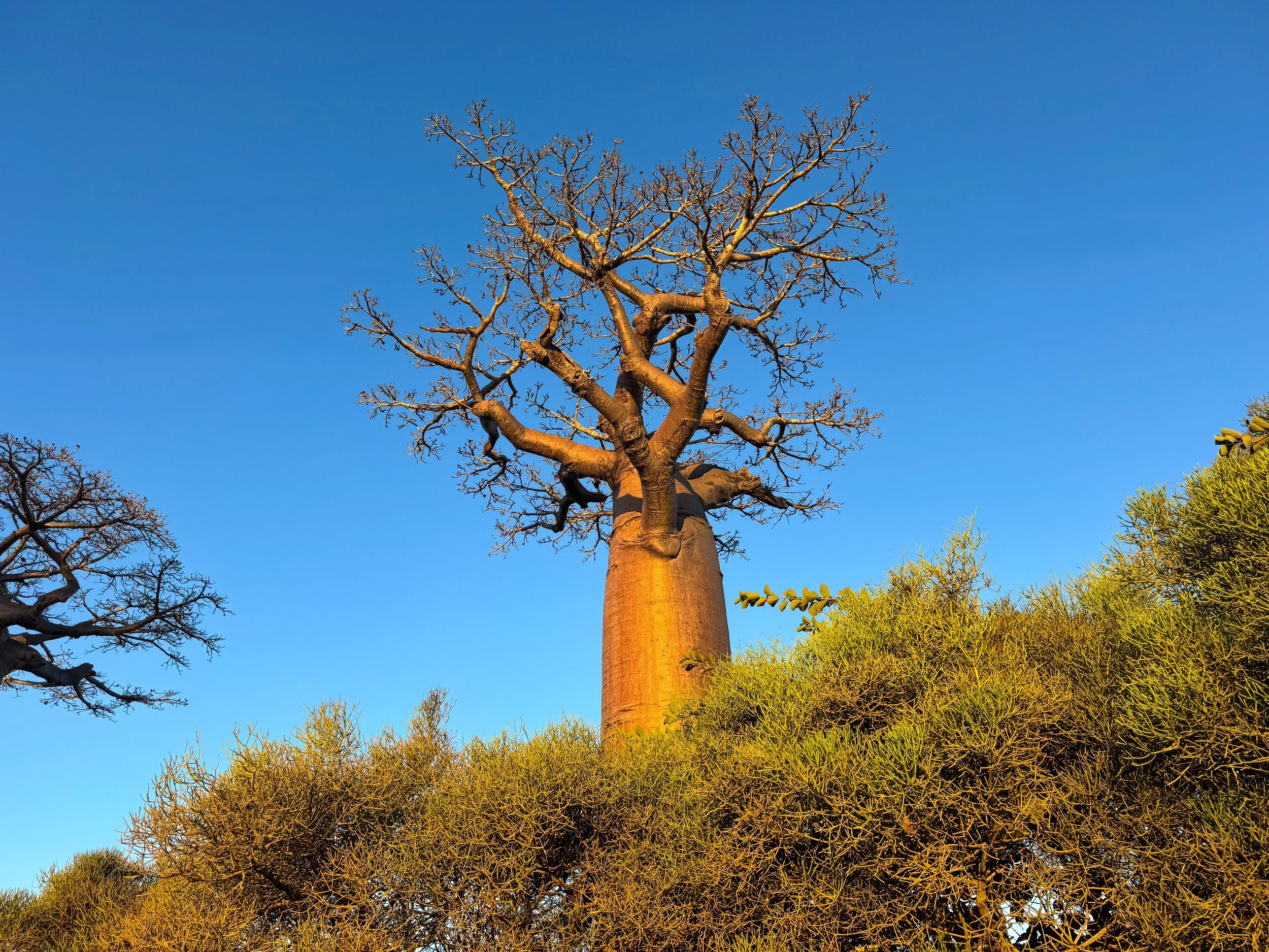 Avenue_of_the_Baobabs_05.jpg