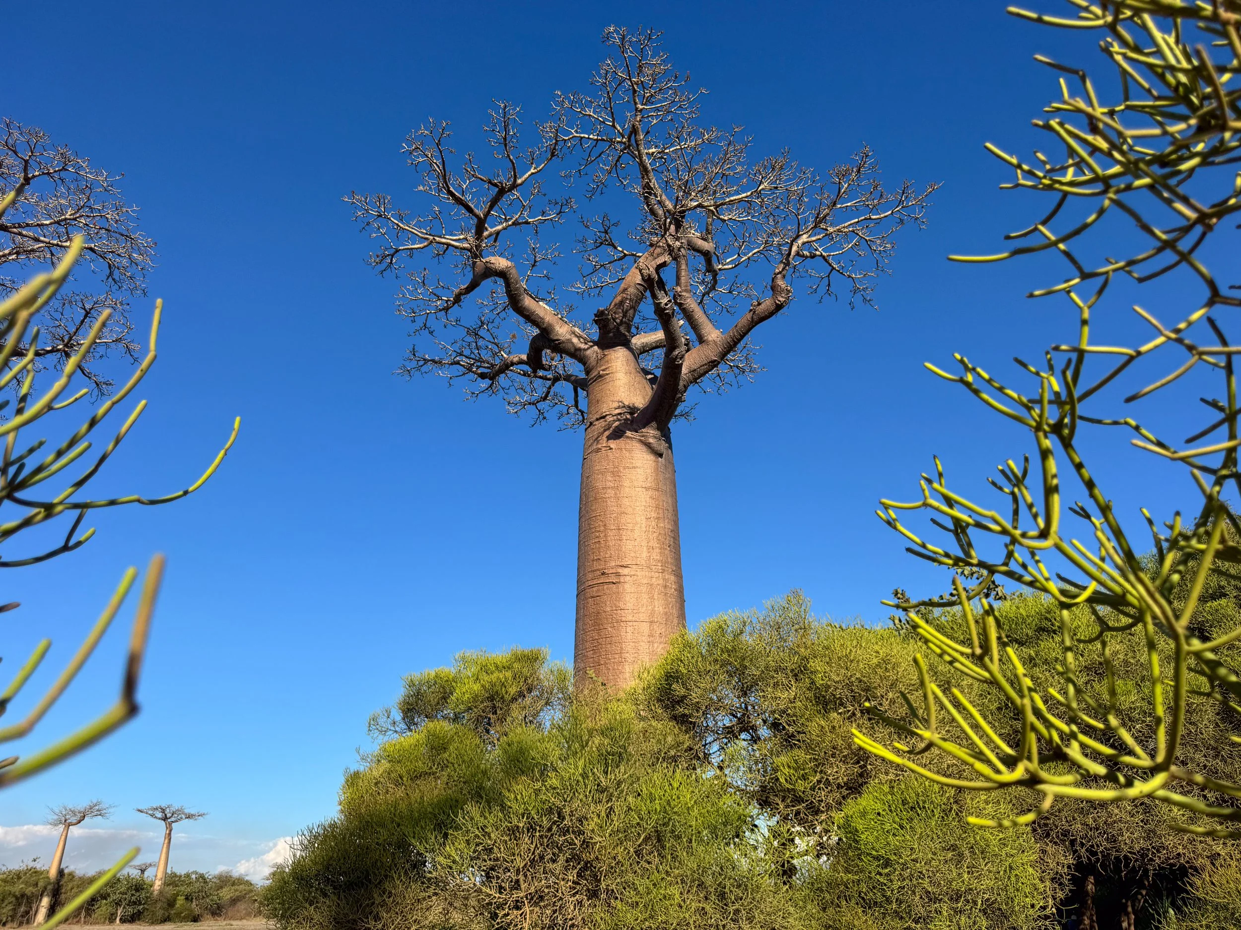 Avenue_of_the_Baobabs_06.jpg