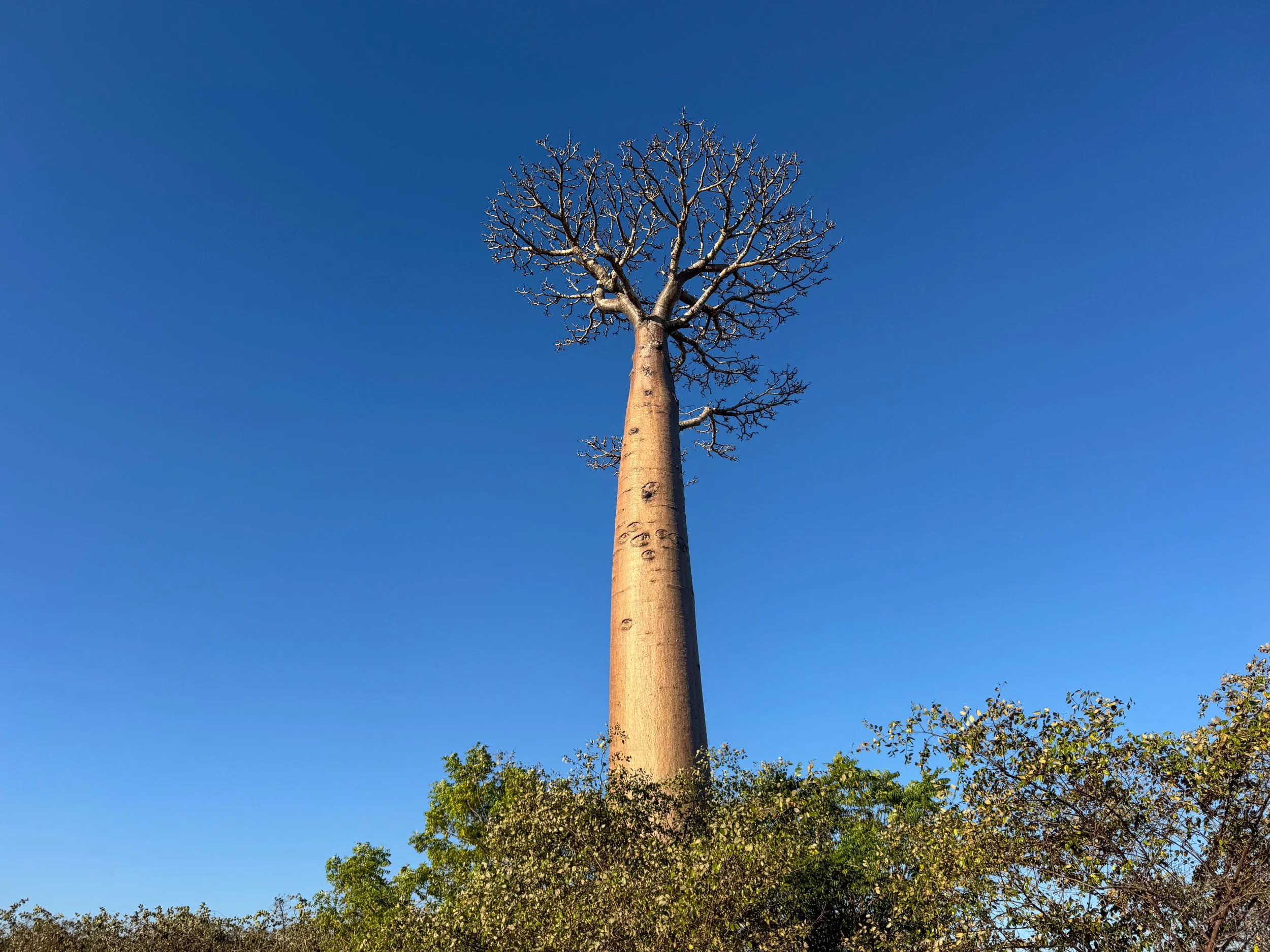 Avenue_of_the_Baobabs_07.jpg