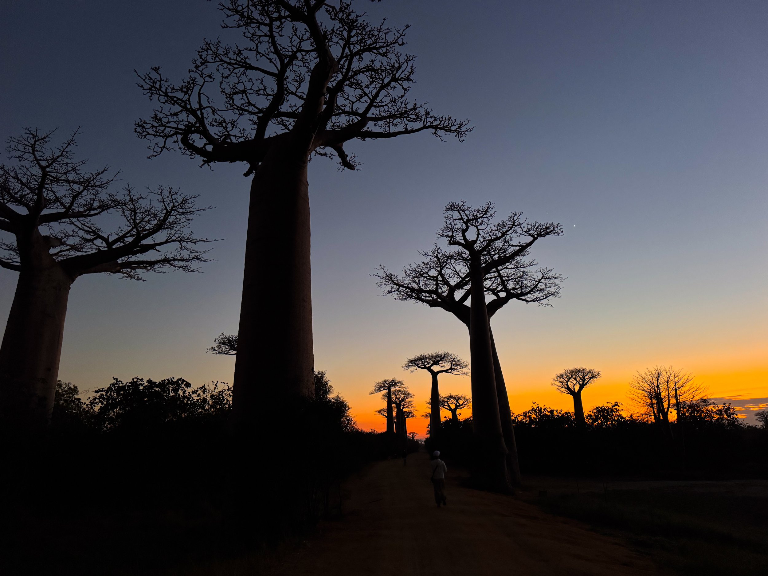 Avenue_of_the_Baobabs_08.jpg