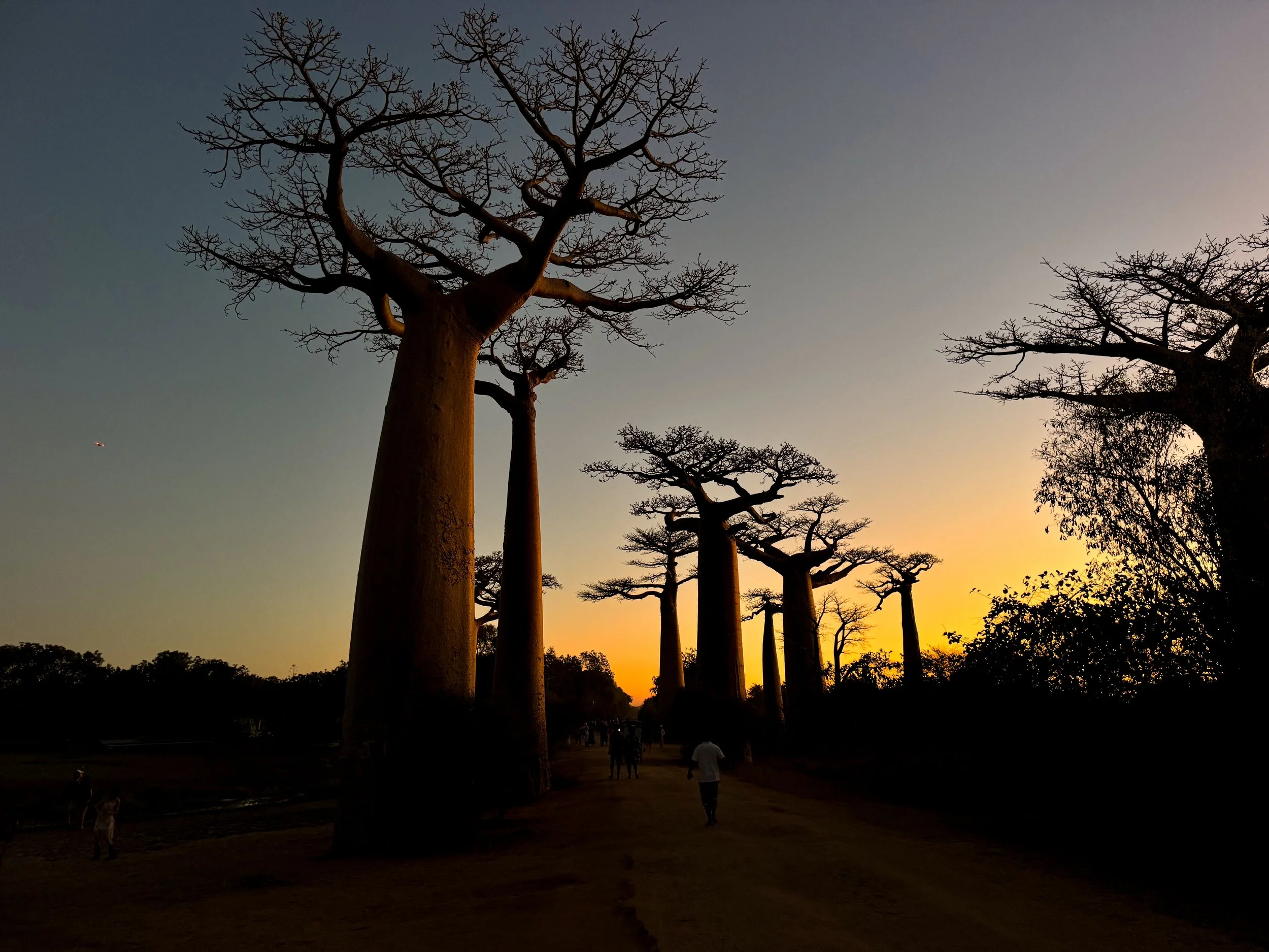 Avenue_of_the_Baobabs_09.jpg
