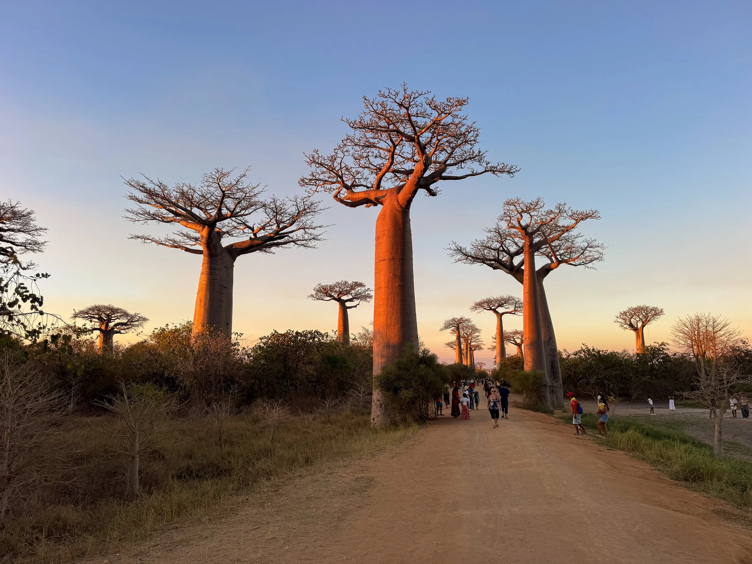 Avenue_of_the_Baobabs_10.jpg