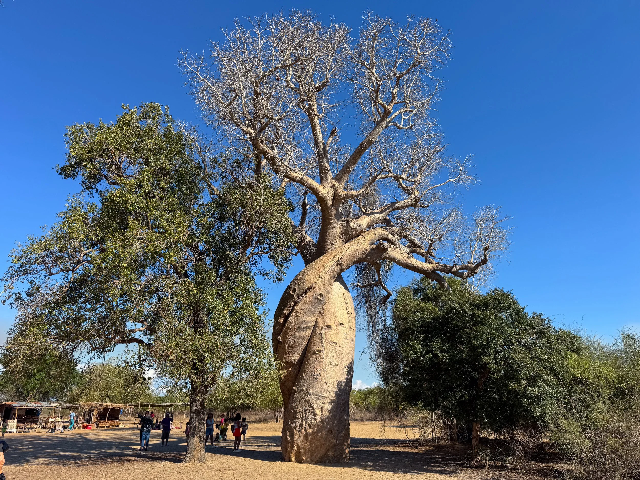 Baobabs_in_Love.jpg