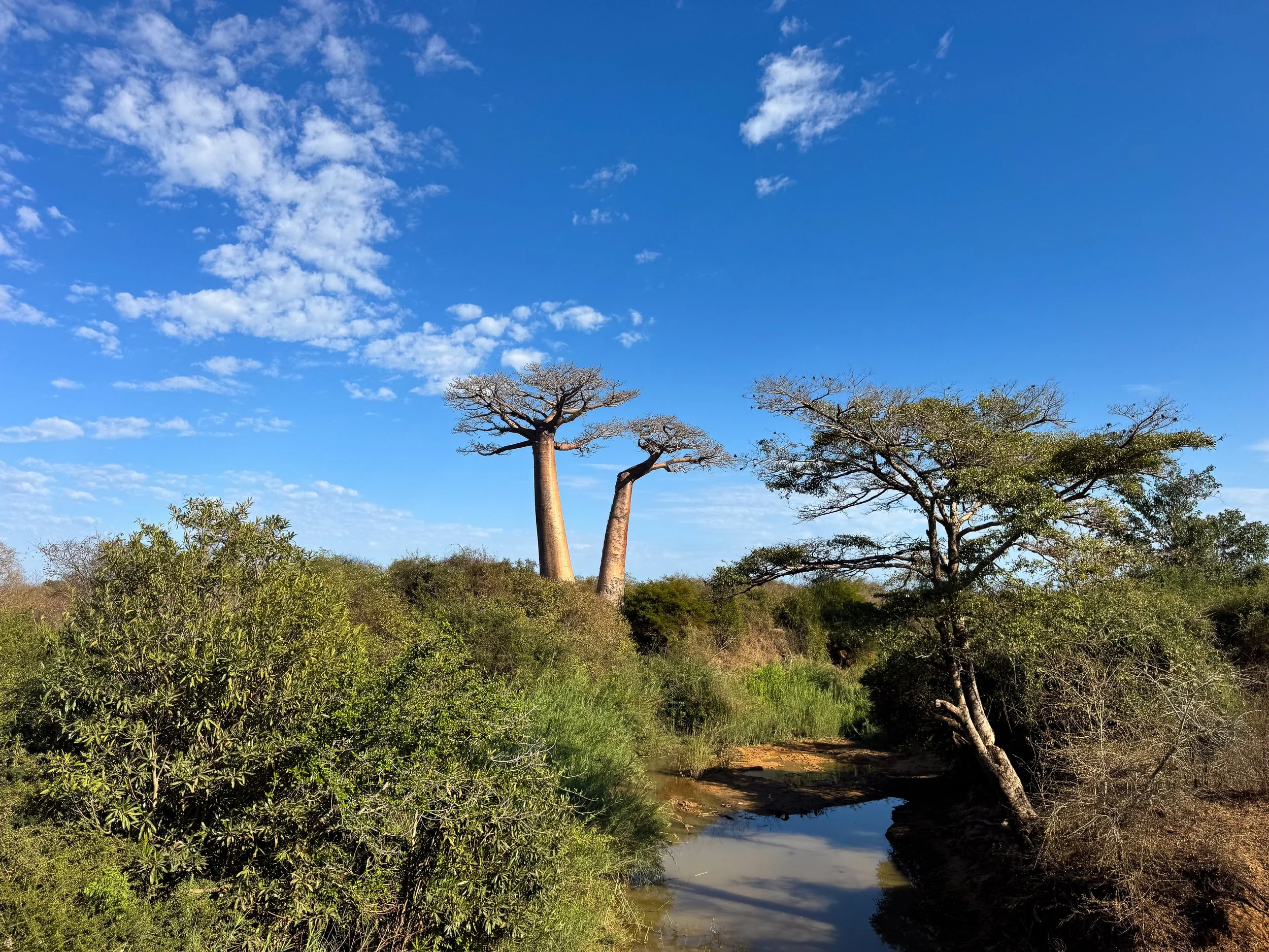Baobab_Landscape_01.jpg
