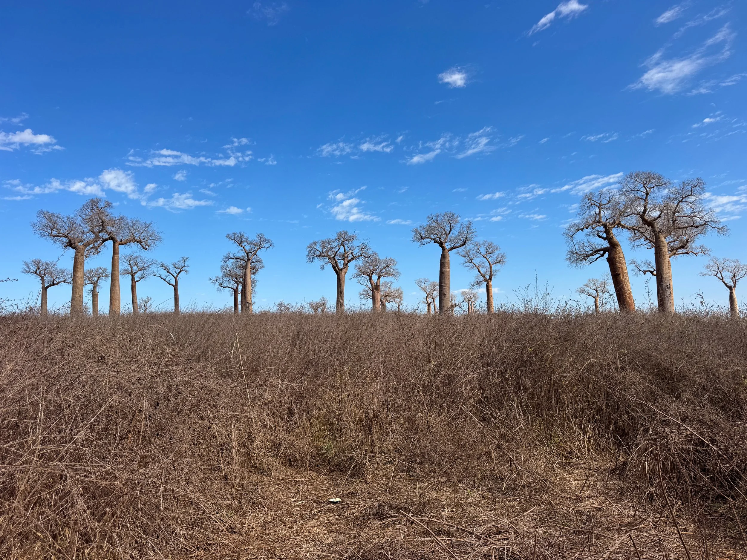 Forest_of_the_Baobabs_01.jpg