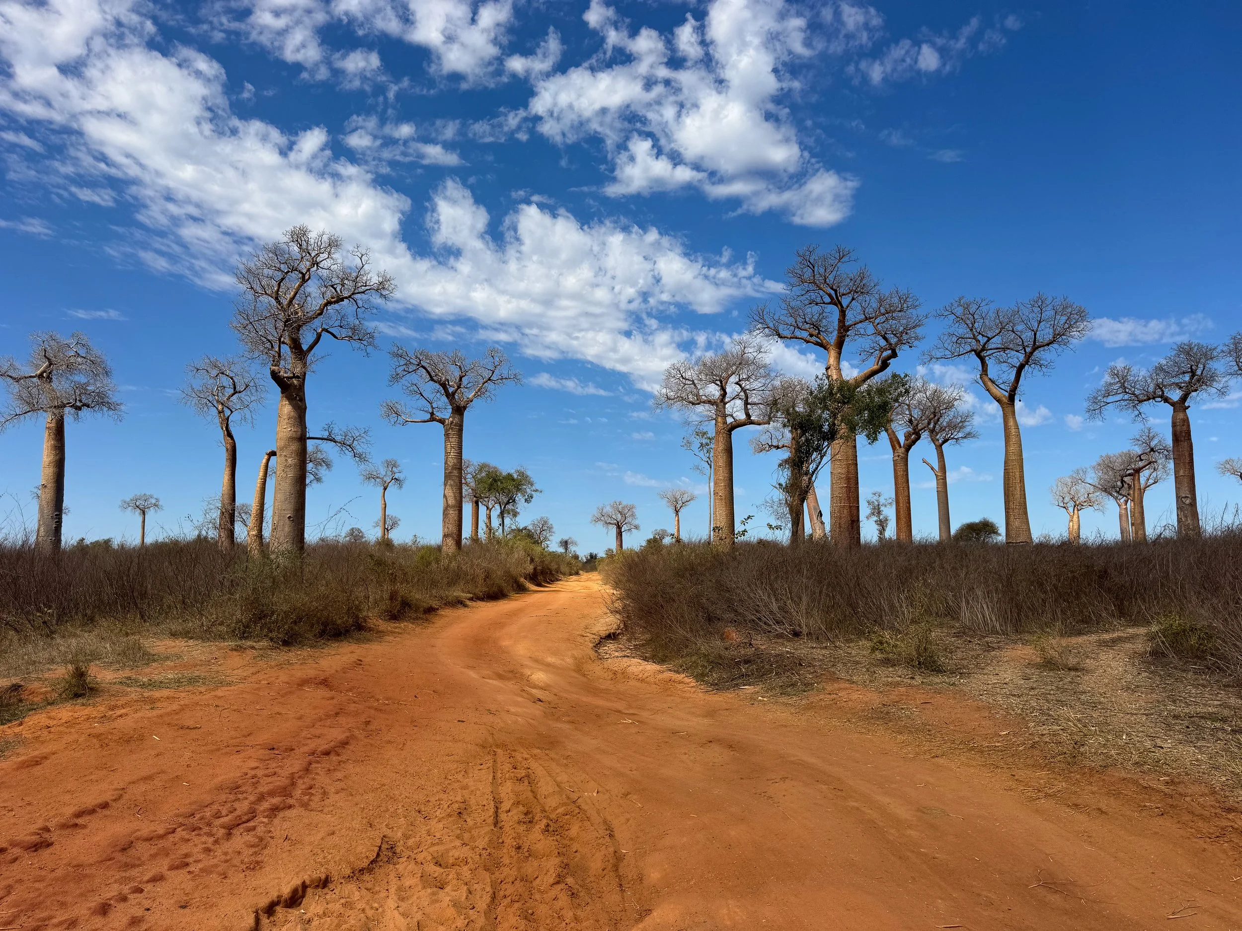 Forest_of_the_Baobabs_02.jpg
