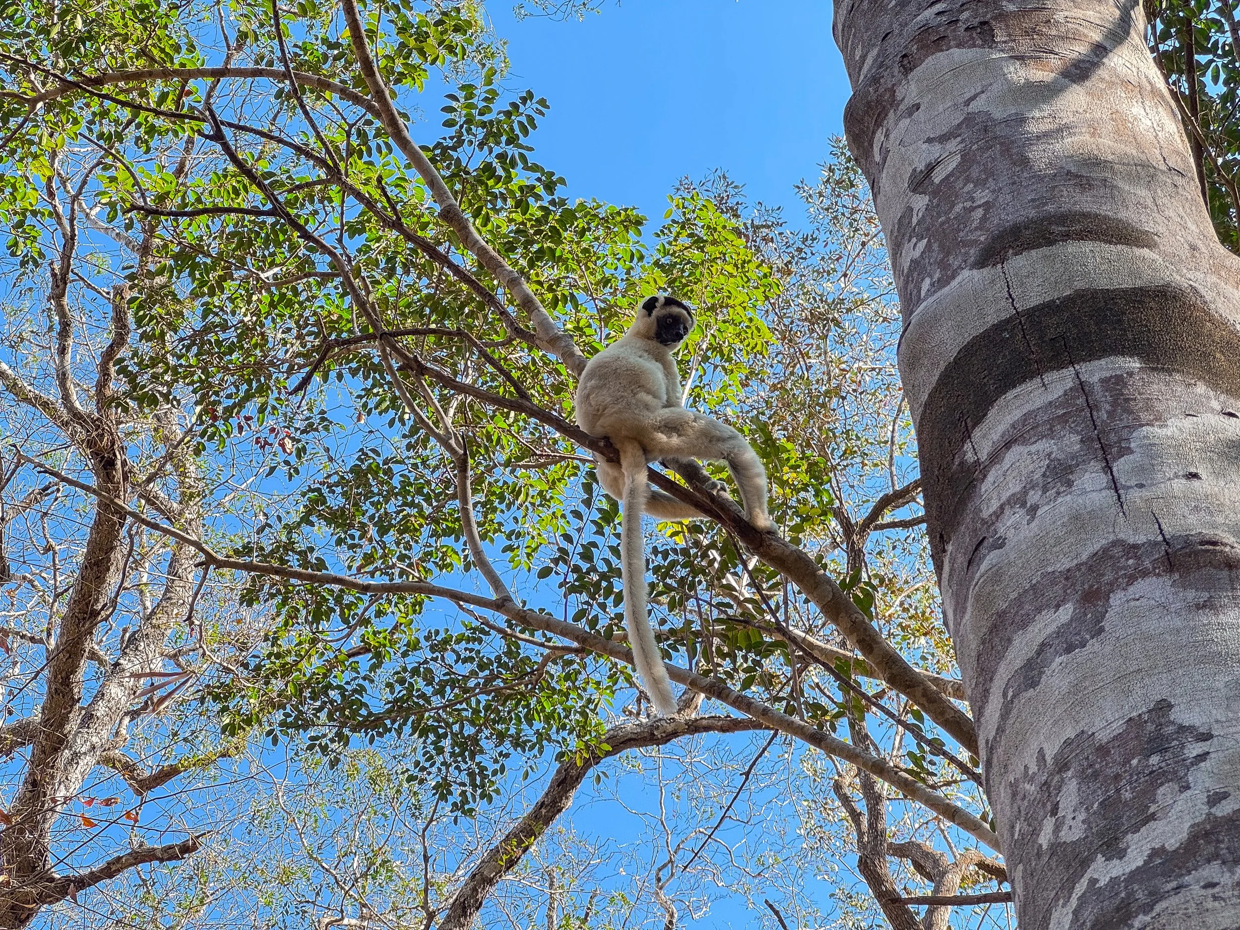 Kirindy_Forest_Lemurs_06.jpg