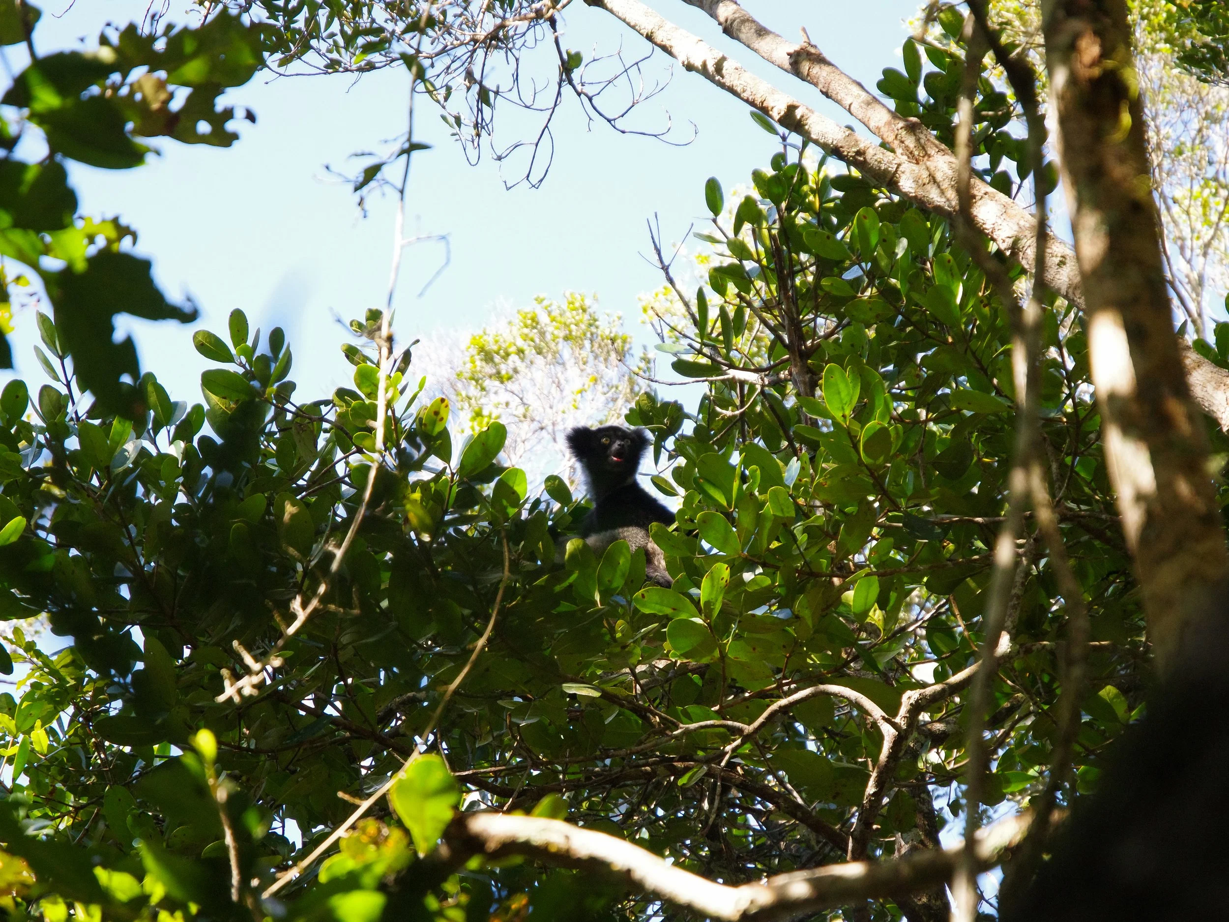 Indri_Lemur_01.jpg