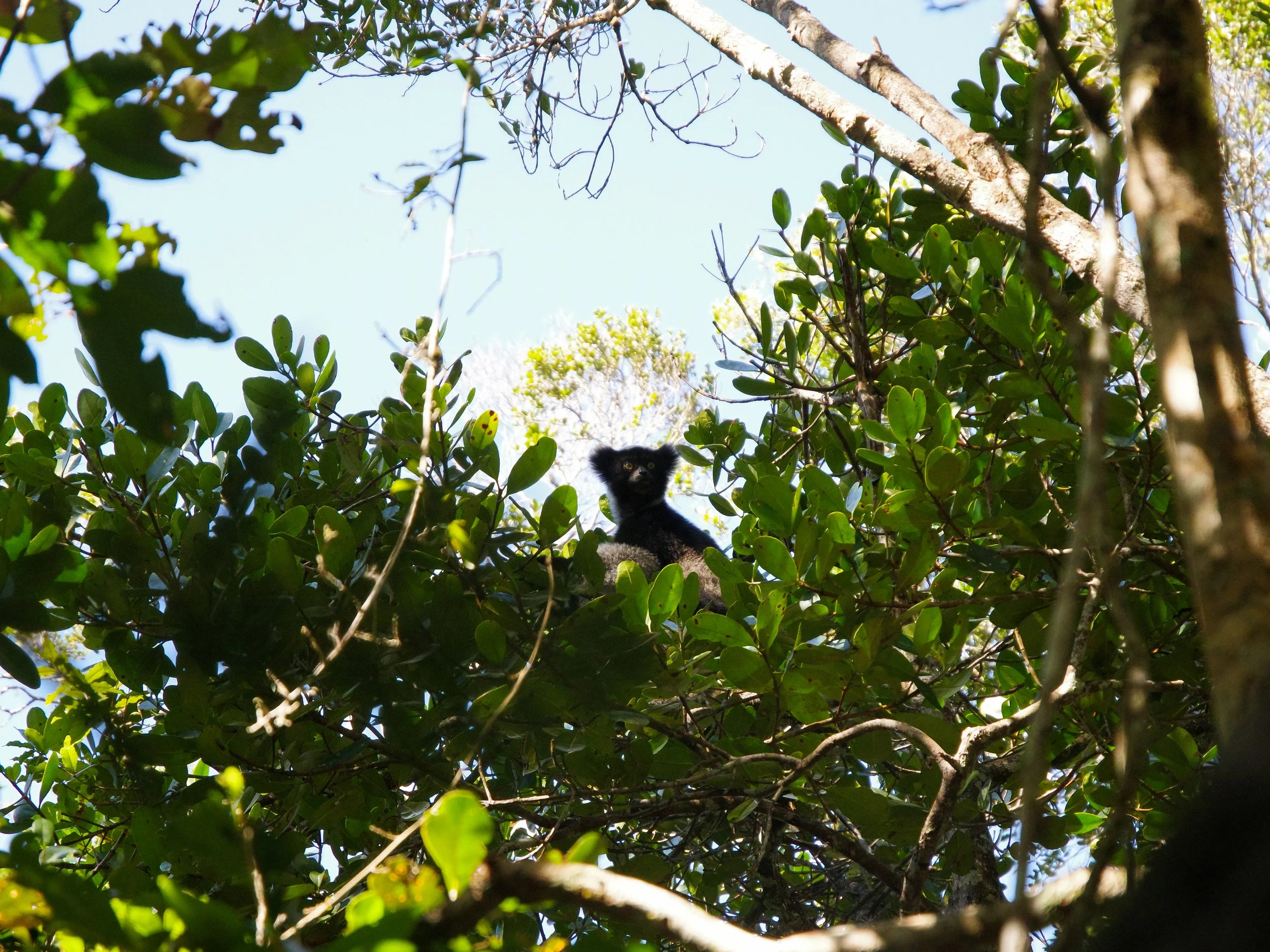 Indri_Lemur_02.jpg