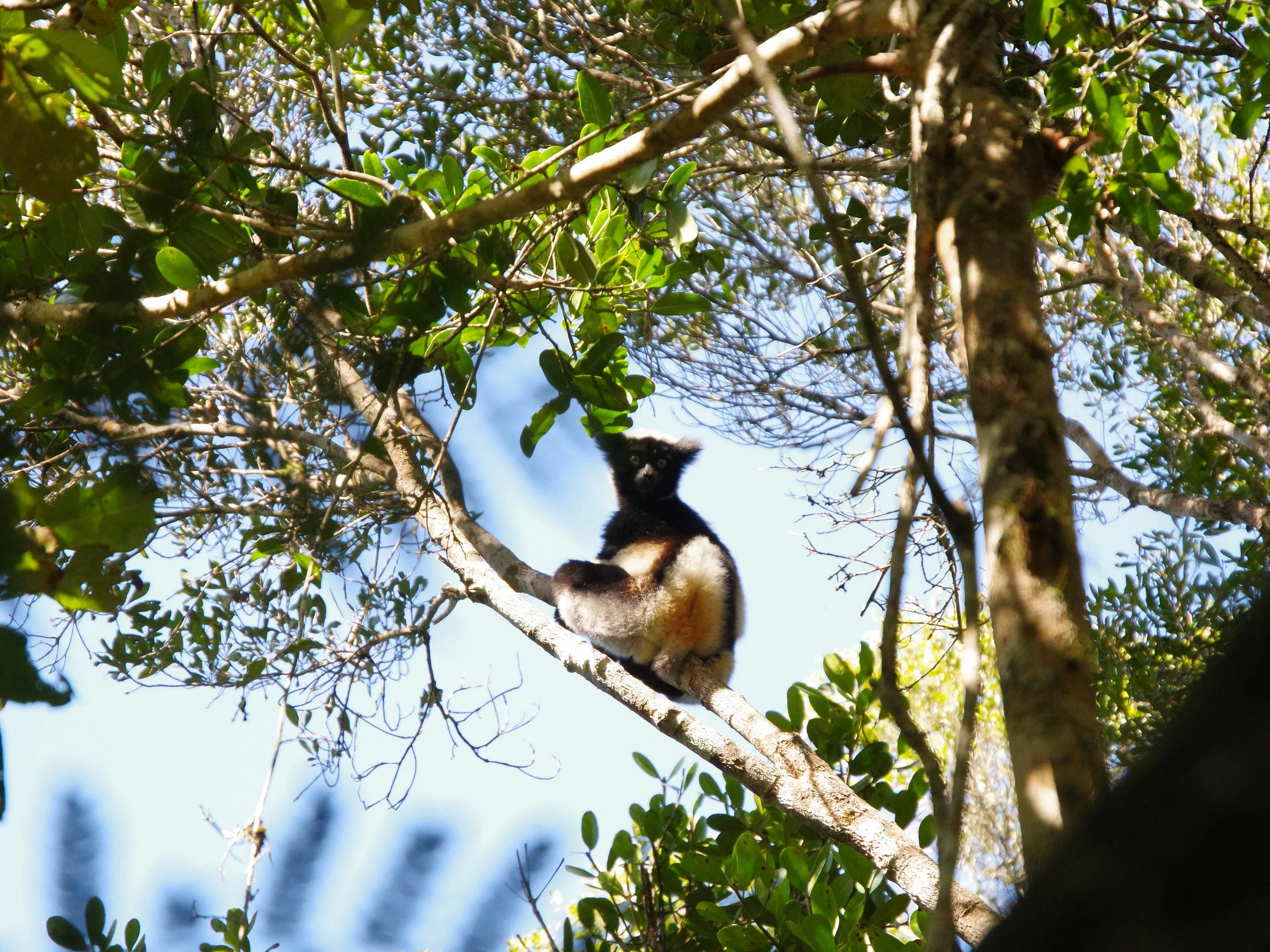 Indri_Lemur_03.jpg