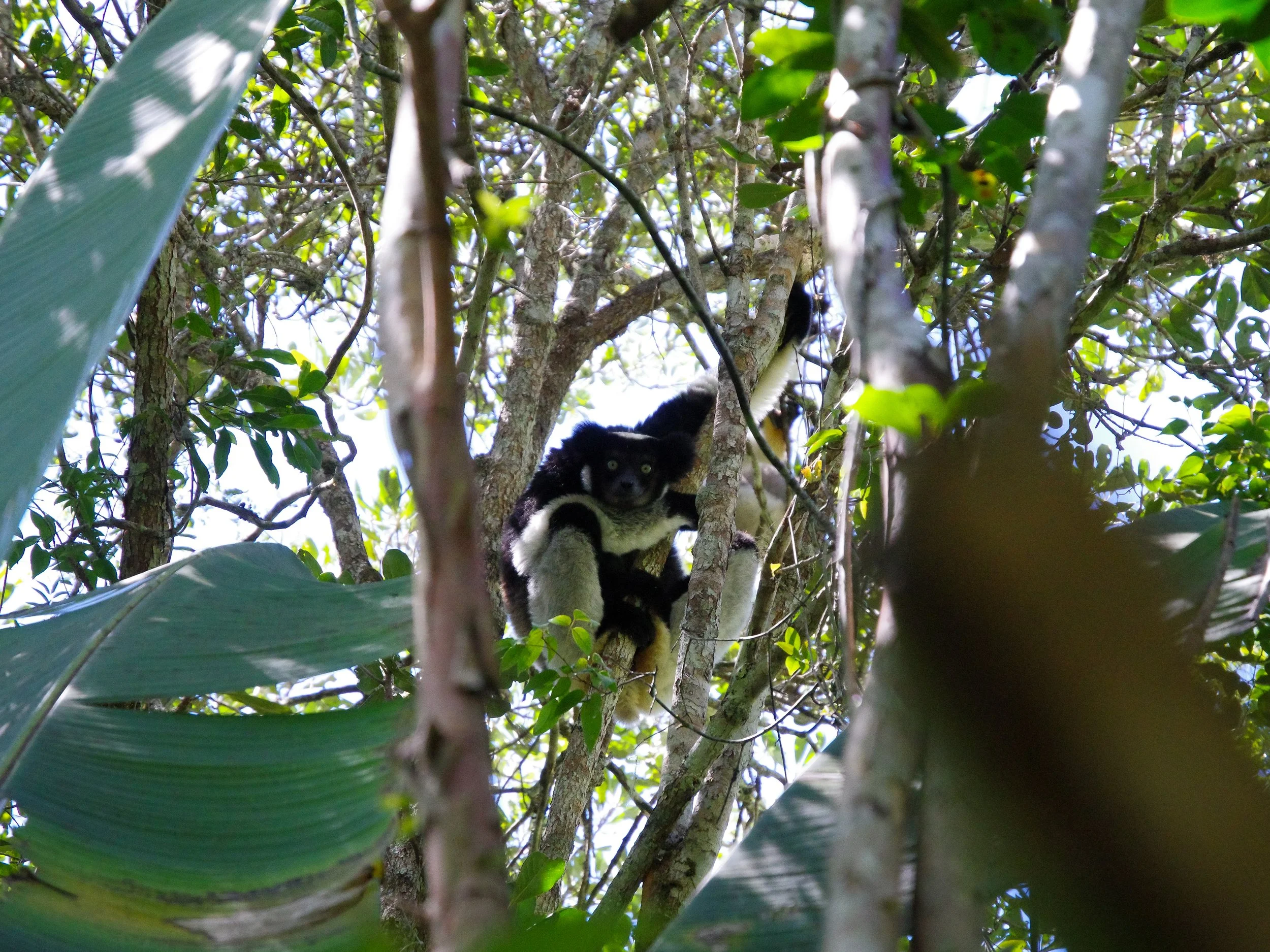 Indri_Lemur_04.jpg