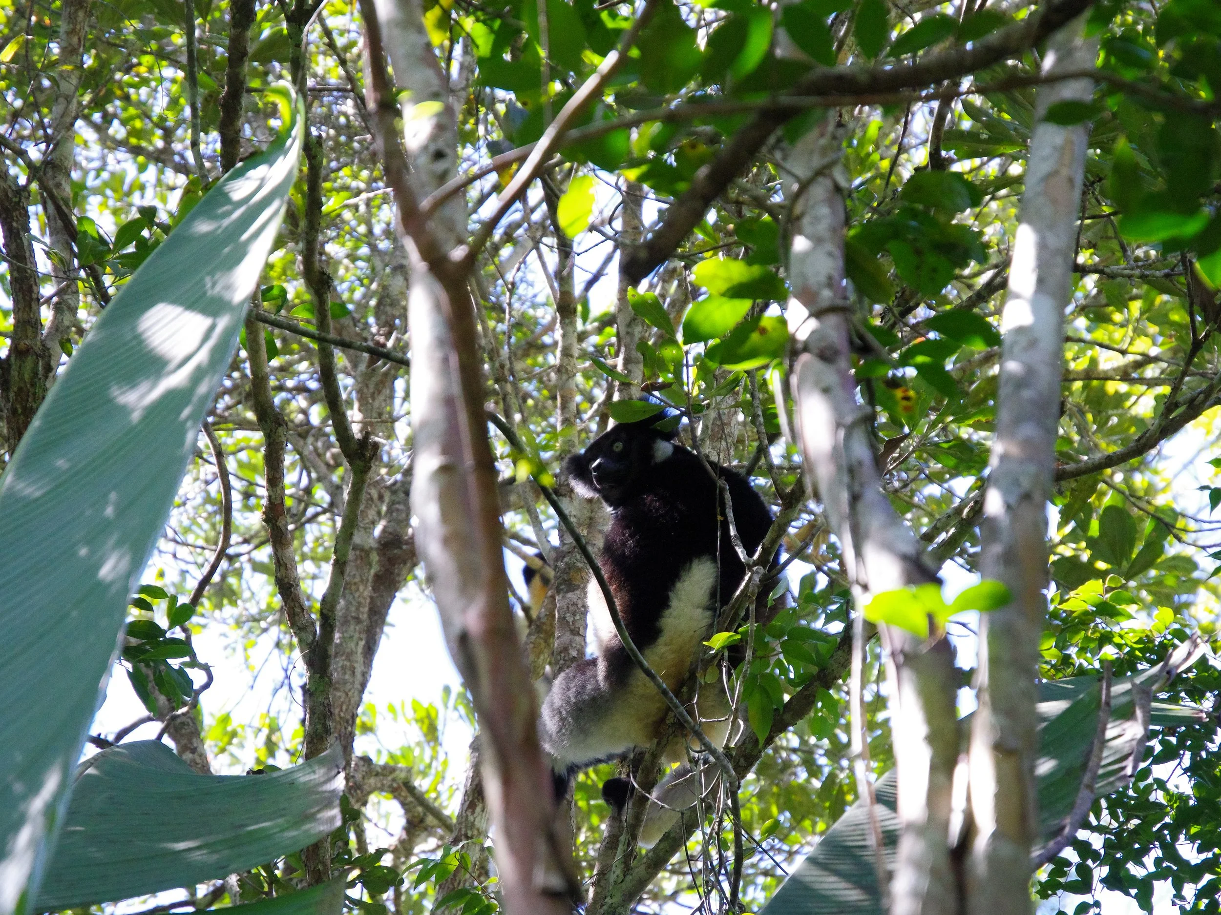 Indri_Lemur_05.jpg
