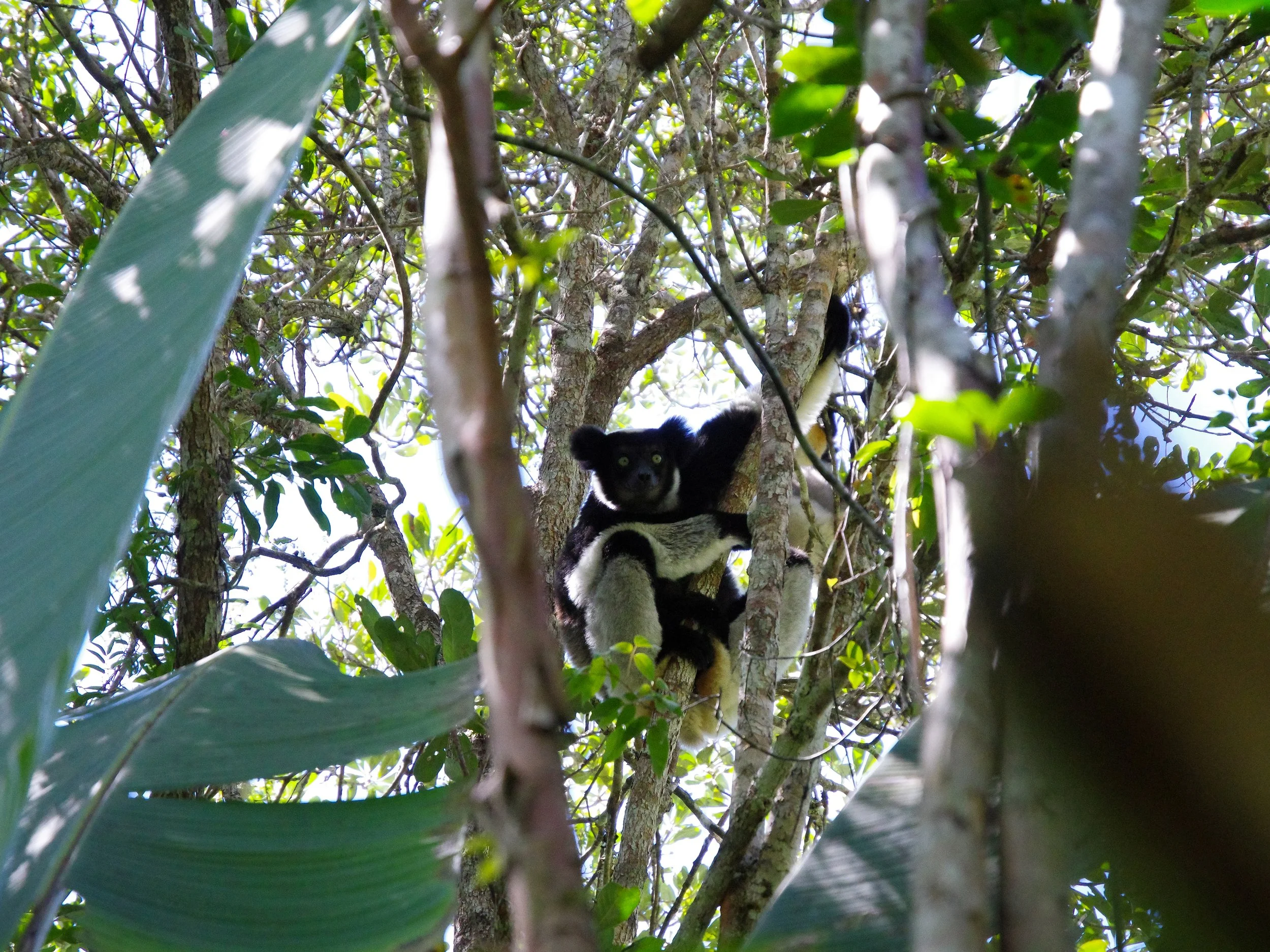 Indri_Lemur_06.jpg
