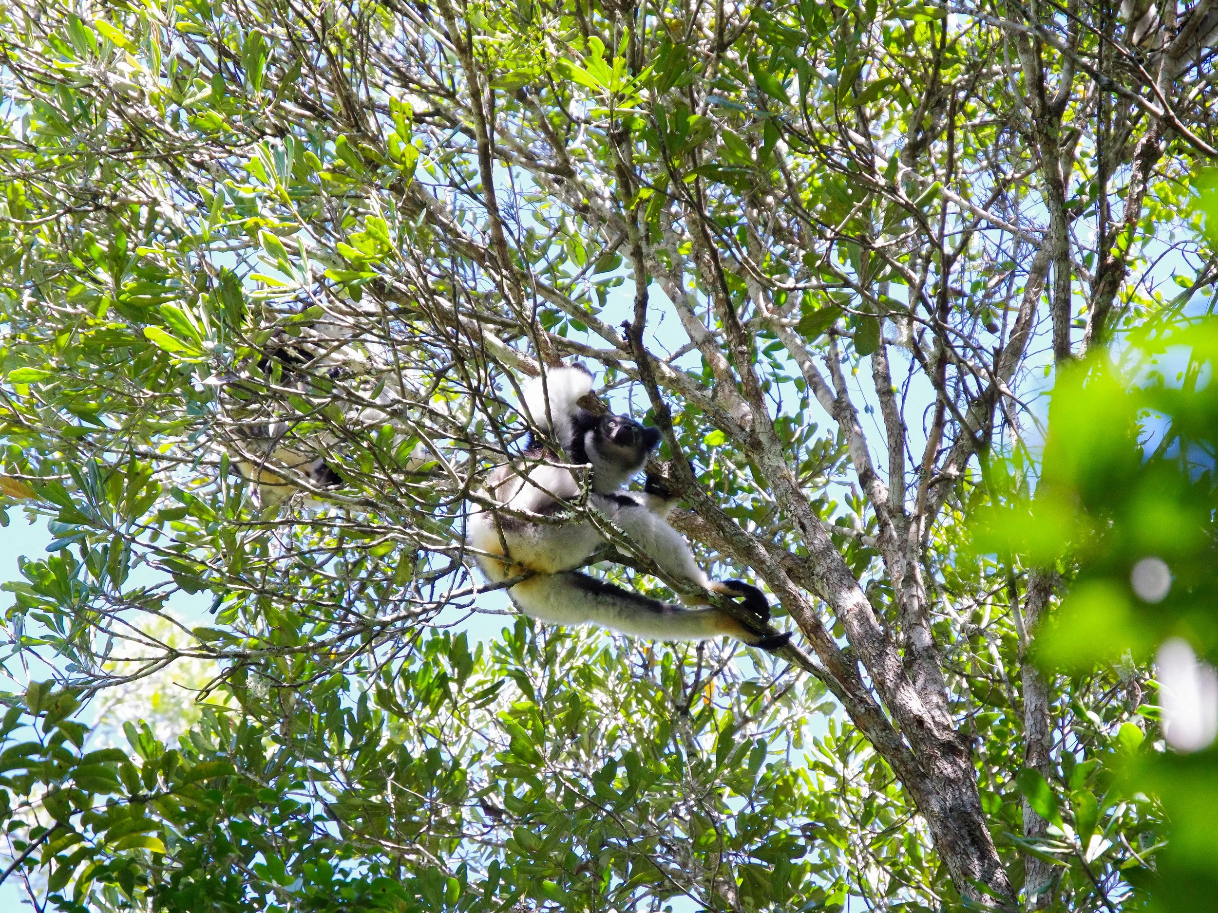 Indri_Lemur_07.jpg
