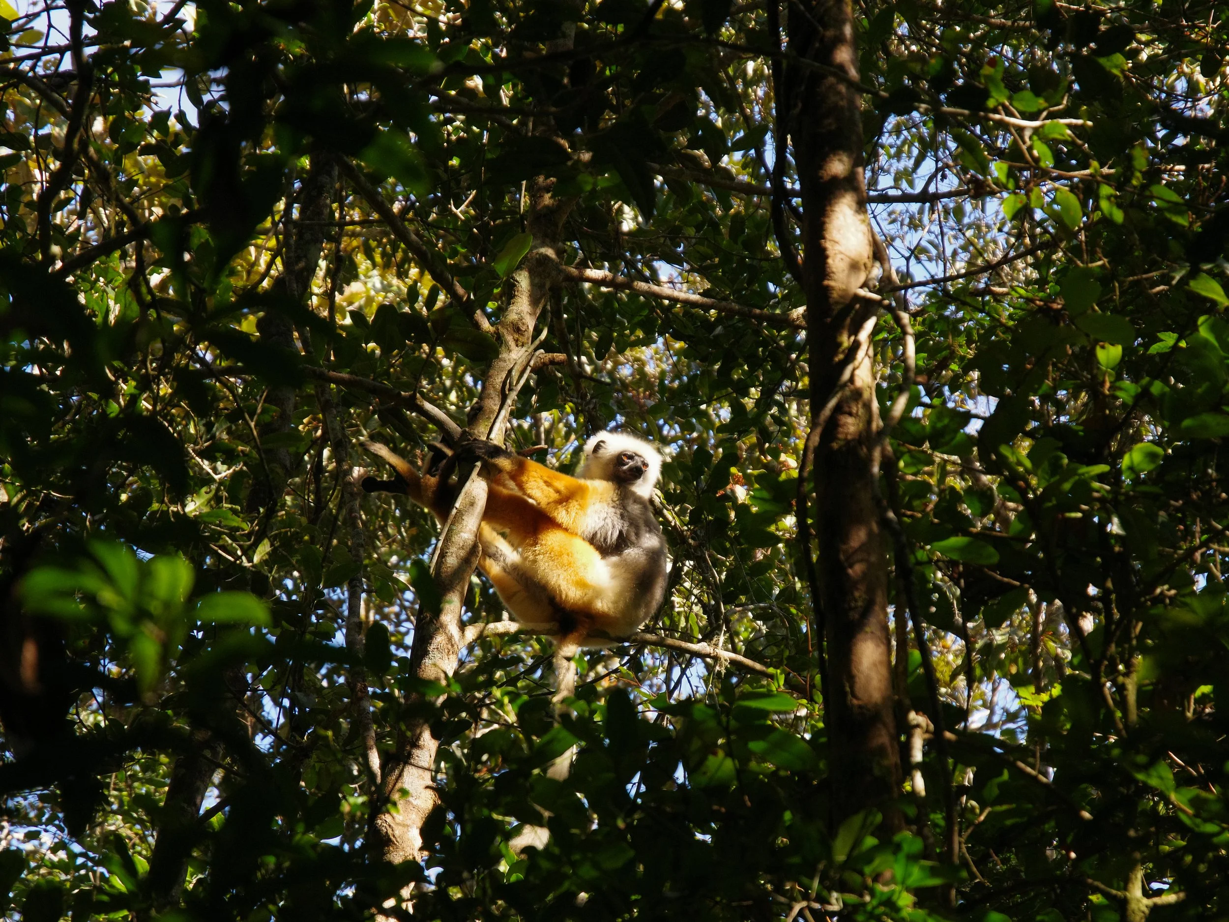 Diademed_Sifaka_Lemur_04.jpg