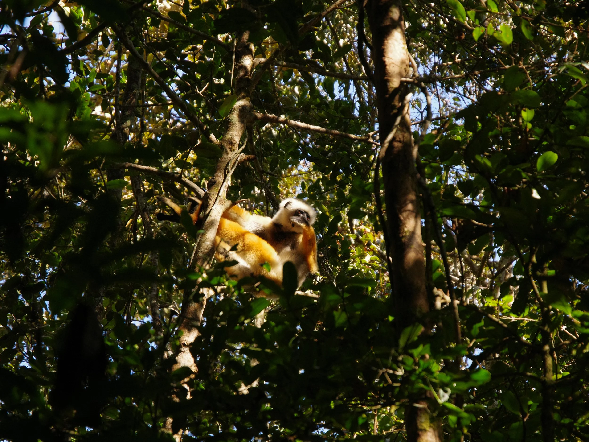 Diademed_Sifaka_Lemur_05.jpg
