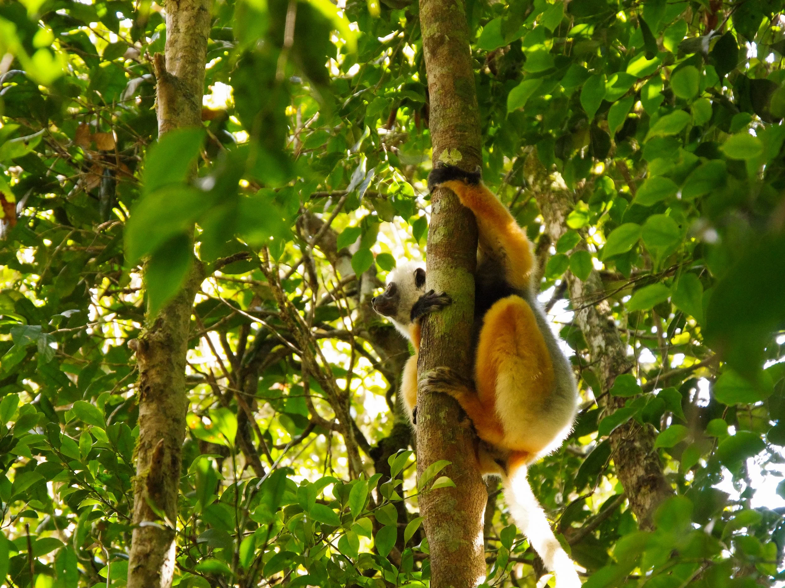 Diademed_Sifaka_Lemur_07.jpg