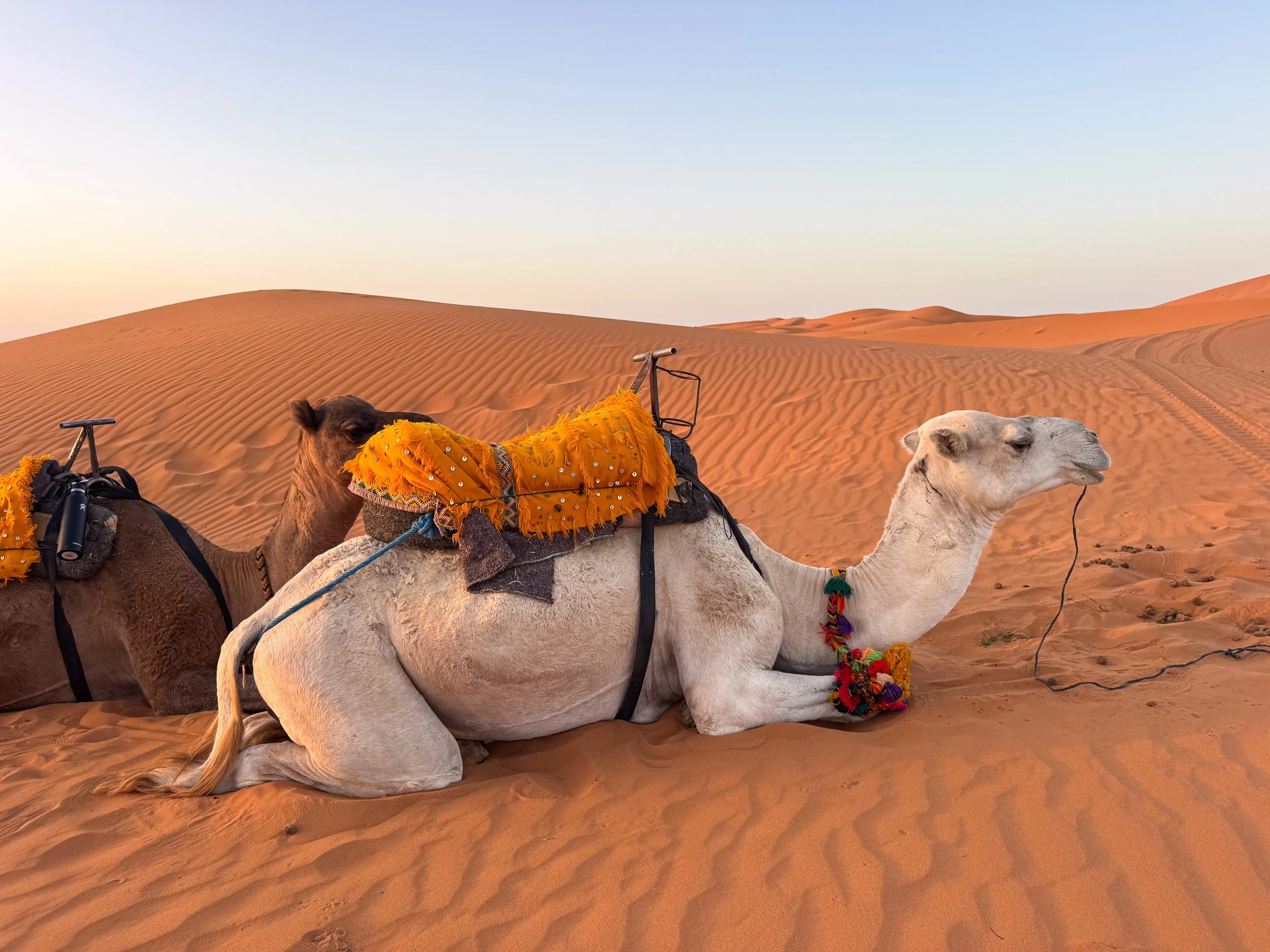 Merzouga_Desert_Camel_Trekking_01.jpg
