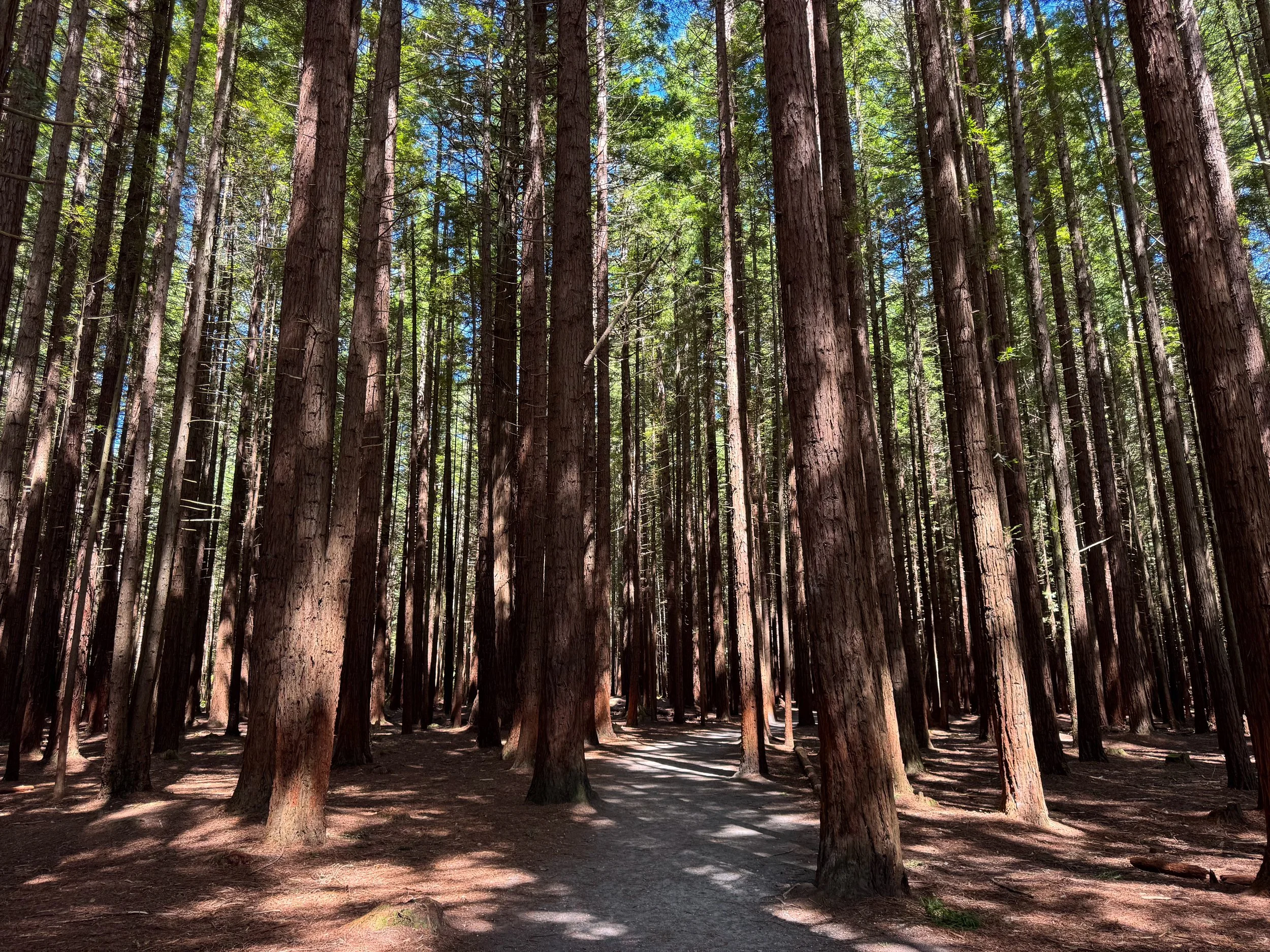 Redwoods_Whakarewarewa_Forest_02.jpg