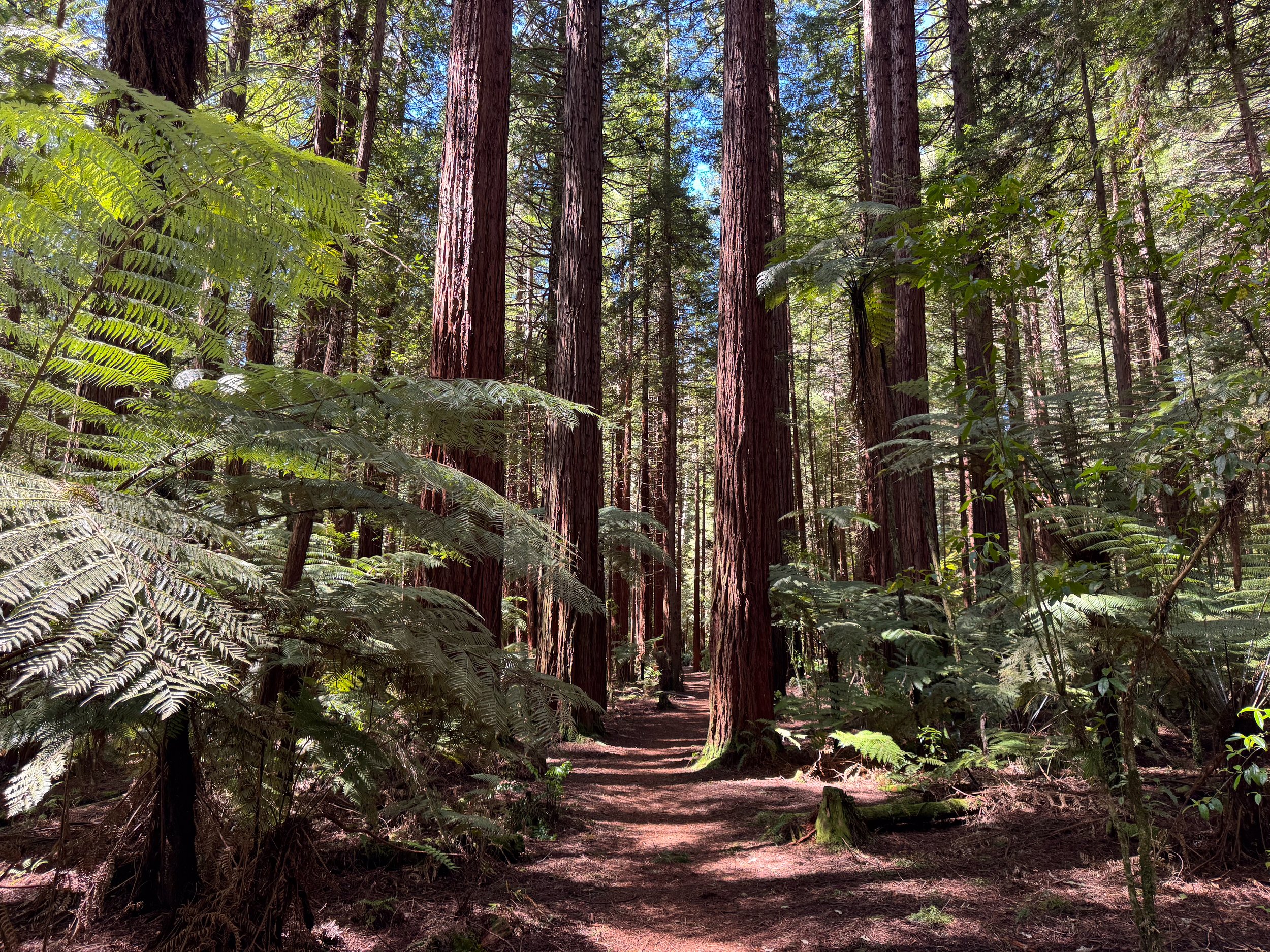 Redwoods_Whakarewarewa_Forest_01.jpg