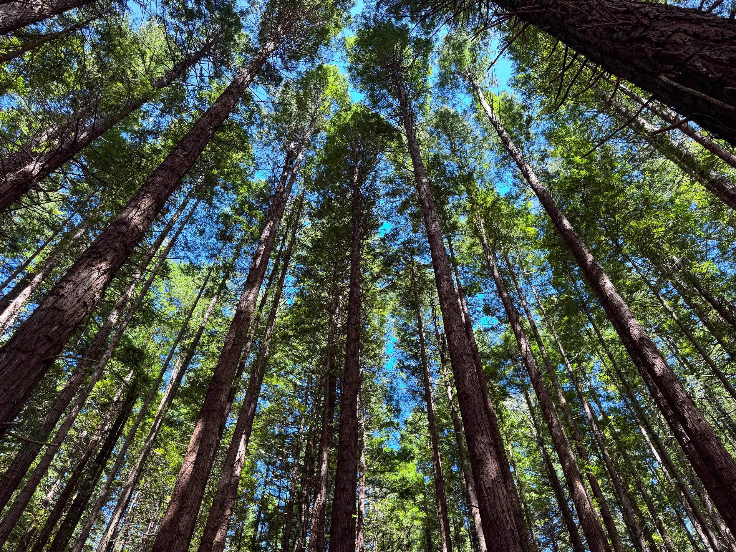 Redwoods_Whakarewarewa_Forest_03.jpg