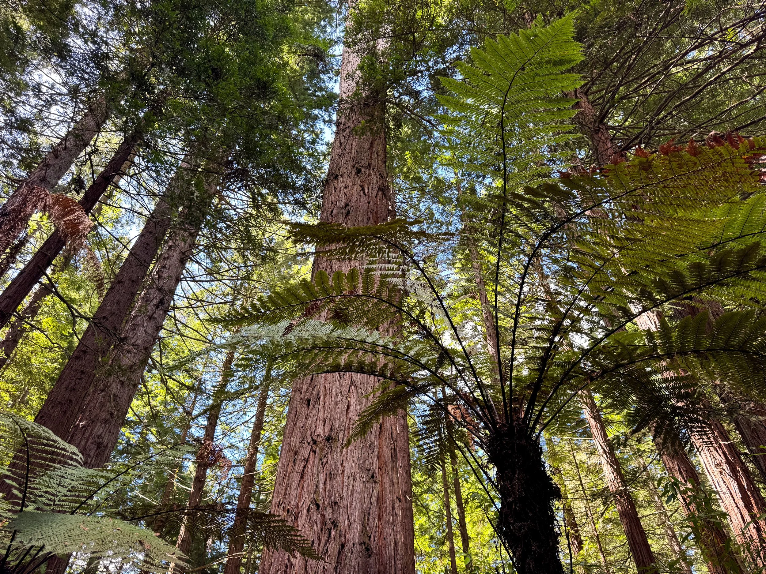 Redwoods_Whakarewarewa_Forest_04.jpg