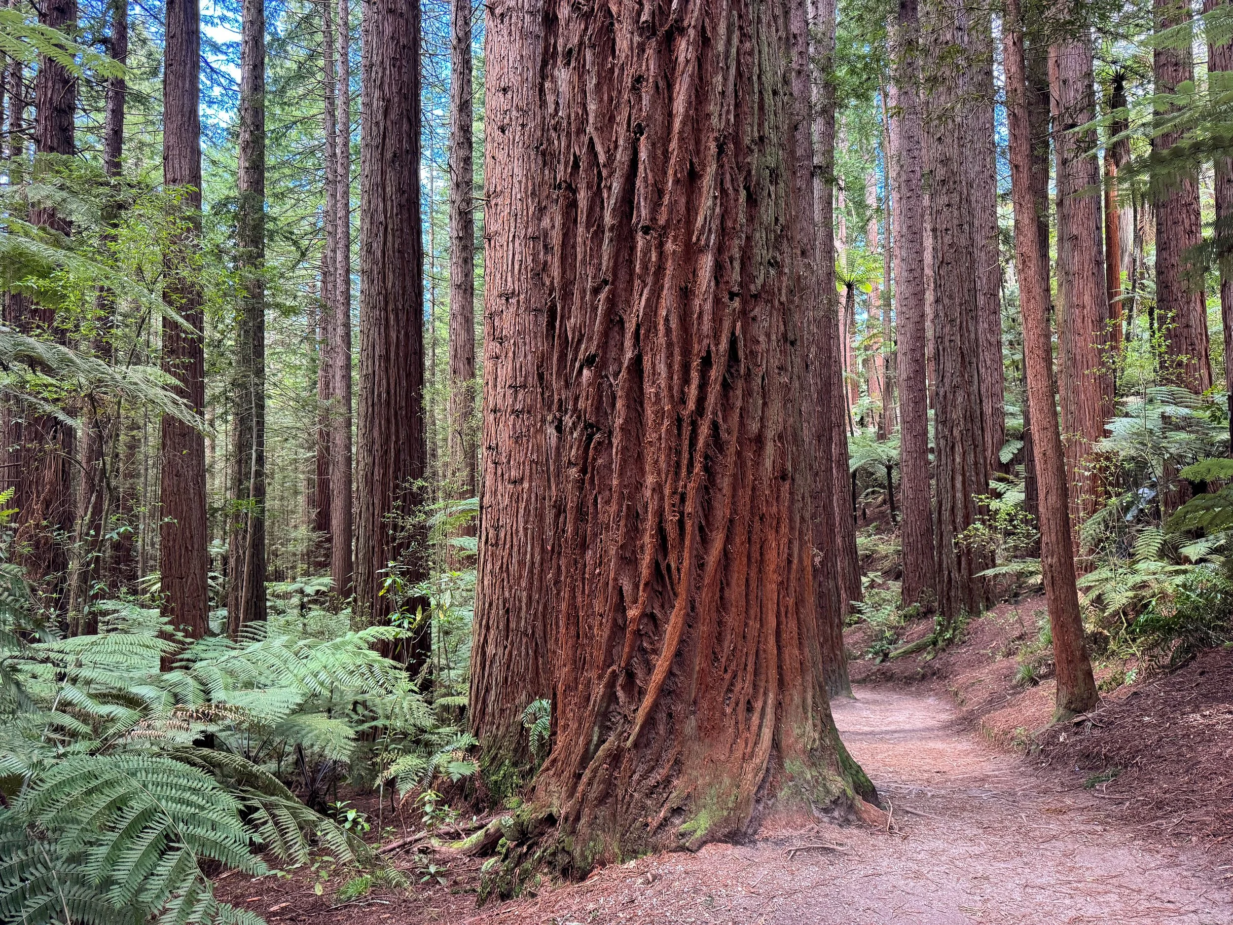 Redwoods_Whakarewarewa_Forest_05.jpg