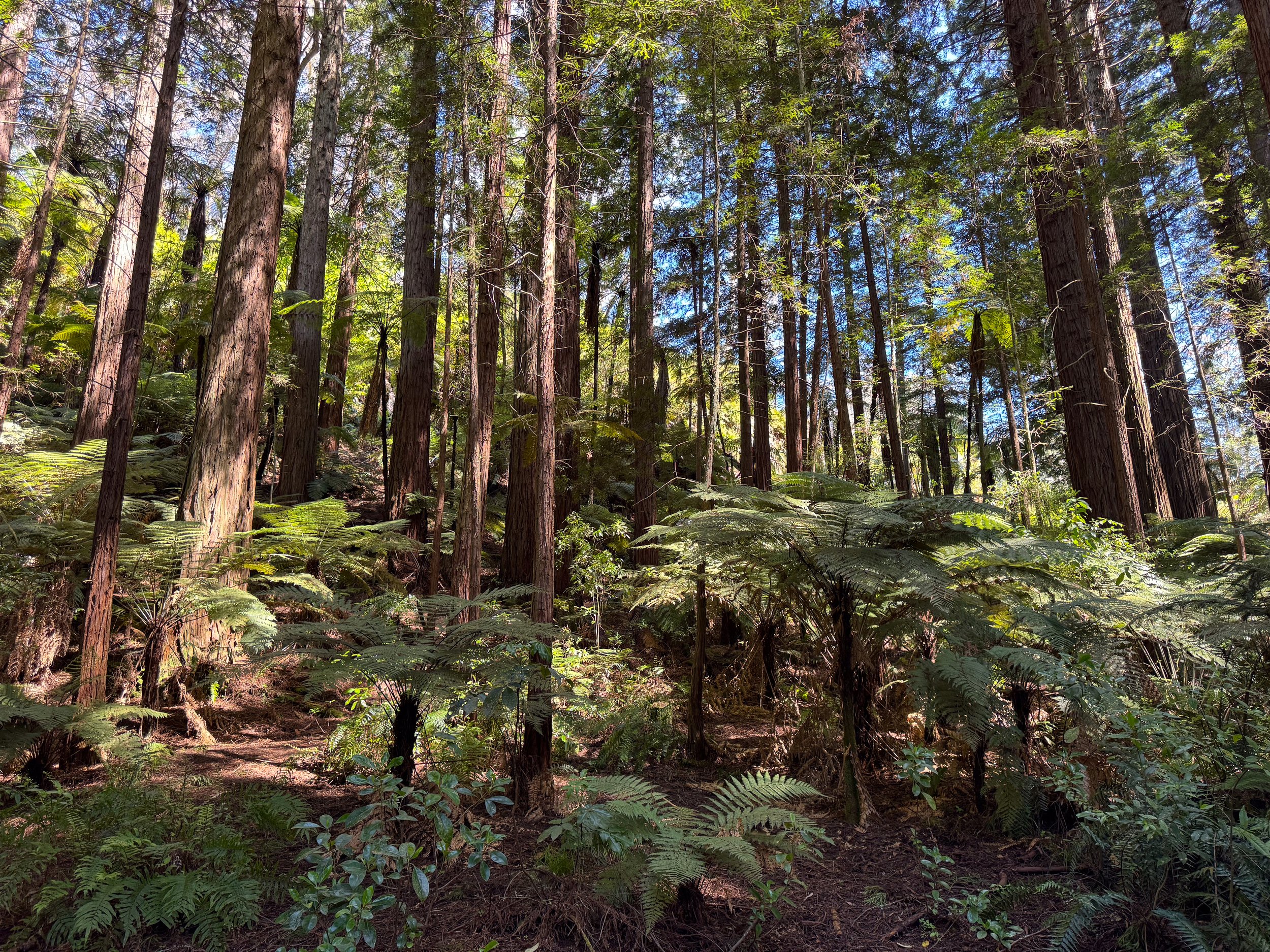 Redwoods_Whakarewarewa_Forest_06.jpg