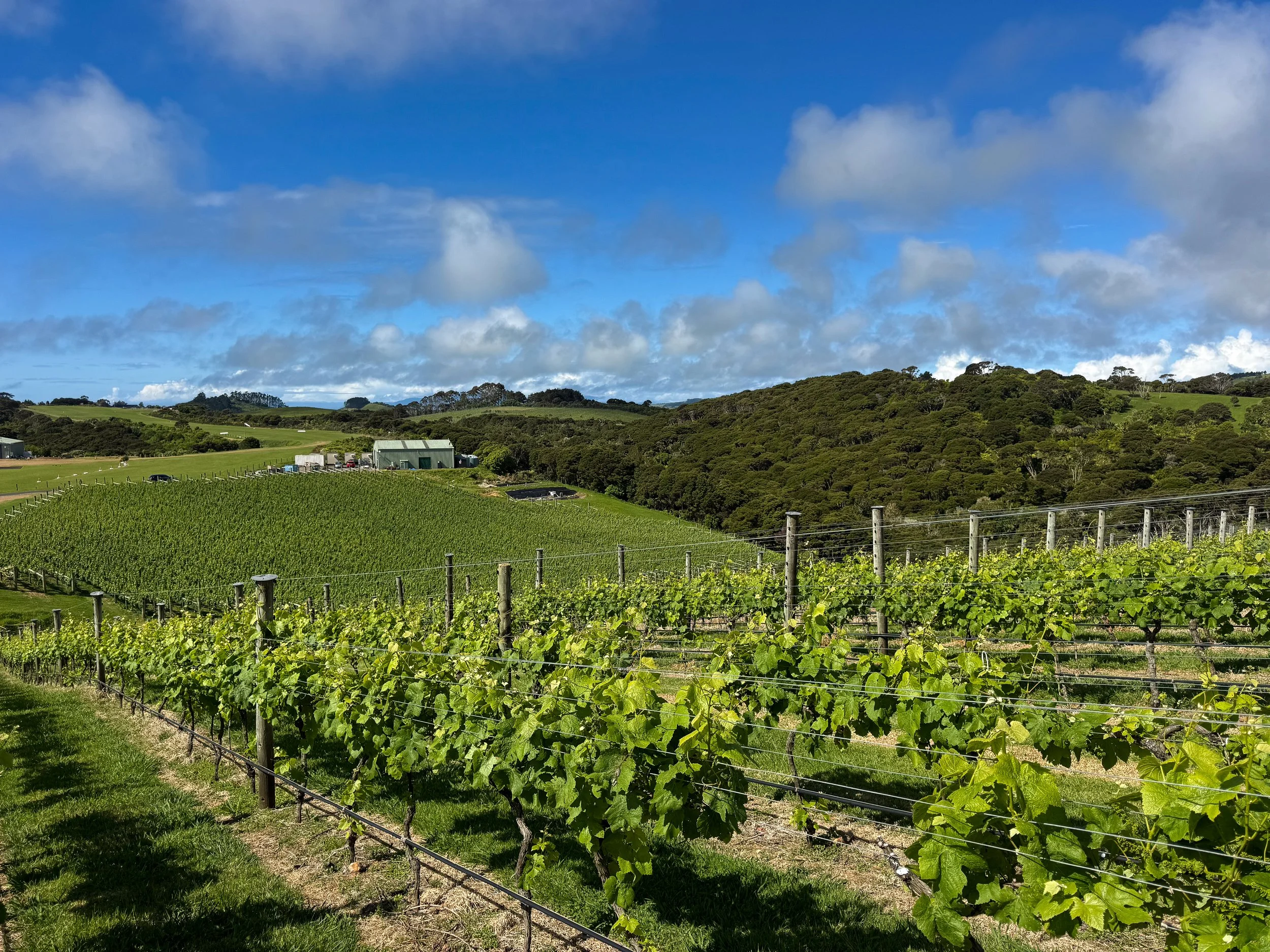 Waiheke_Vineyards_03.jpg