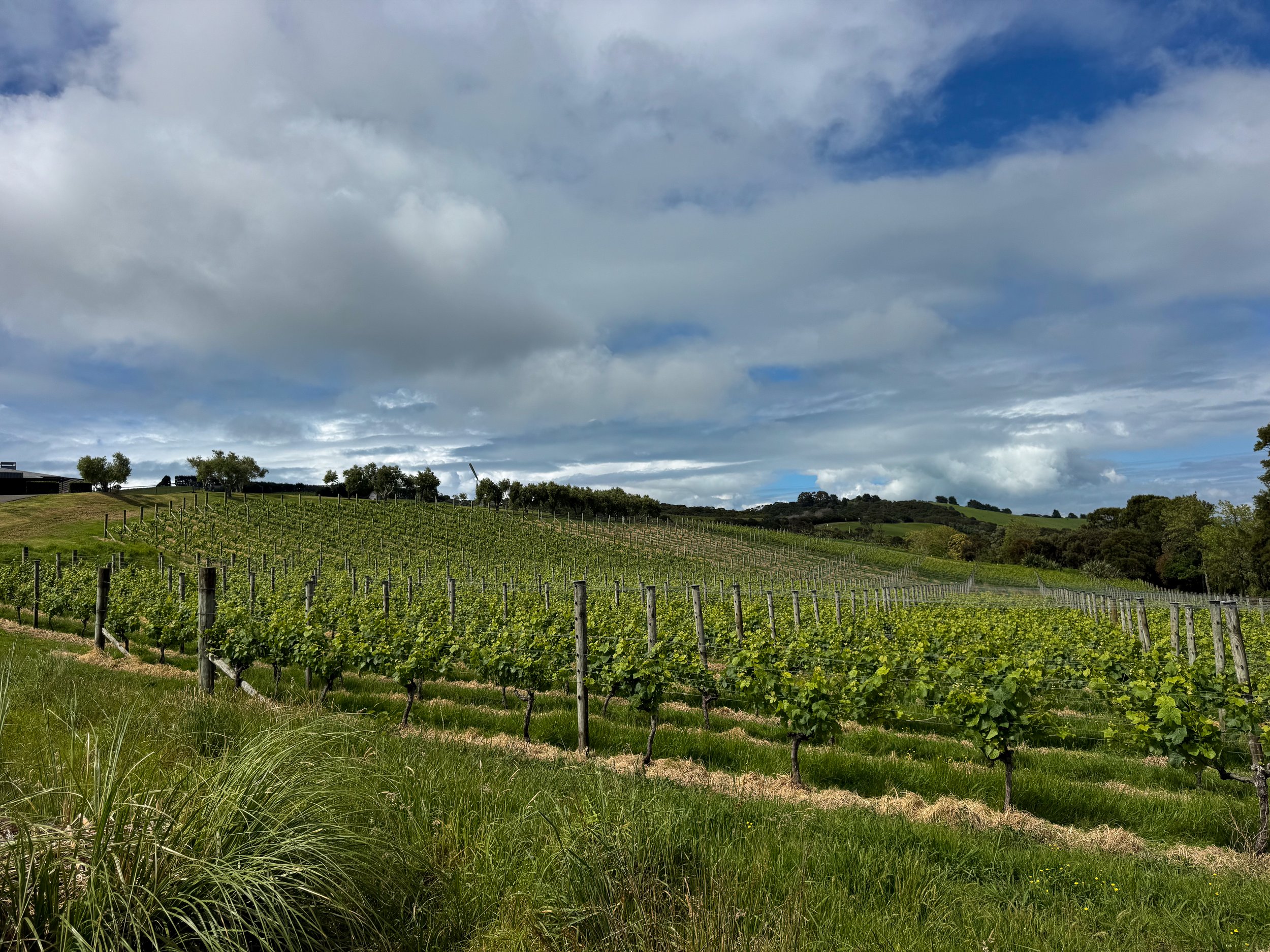 Waiheke_Vineyards_04.jpg