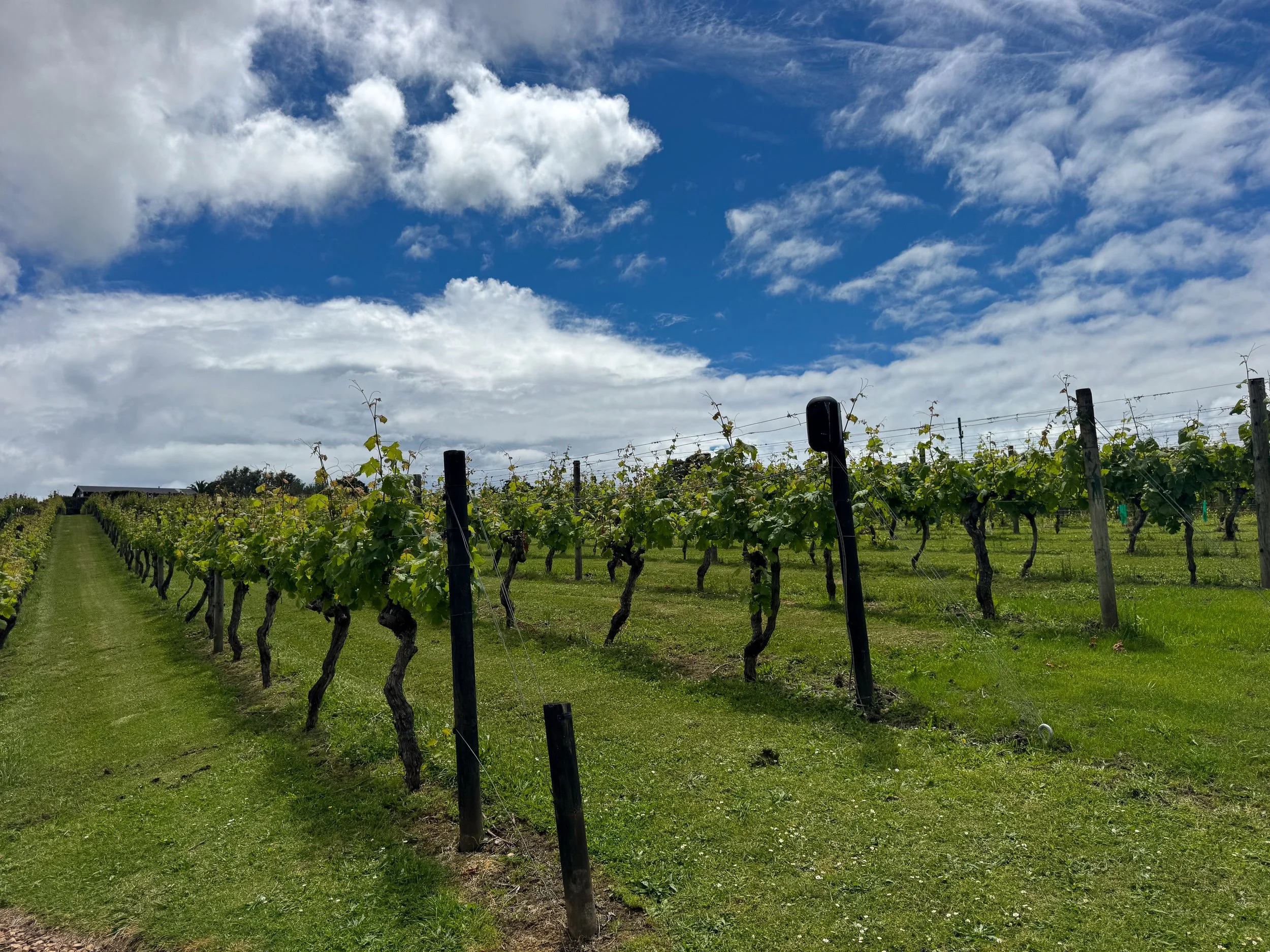 Waiheke_Vineyards_06.jpg