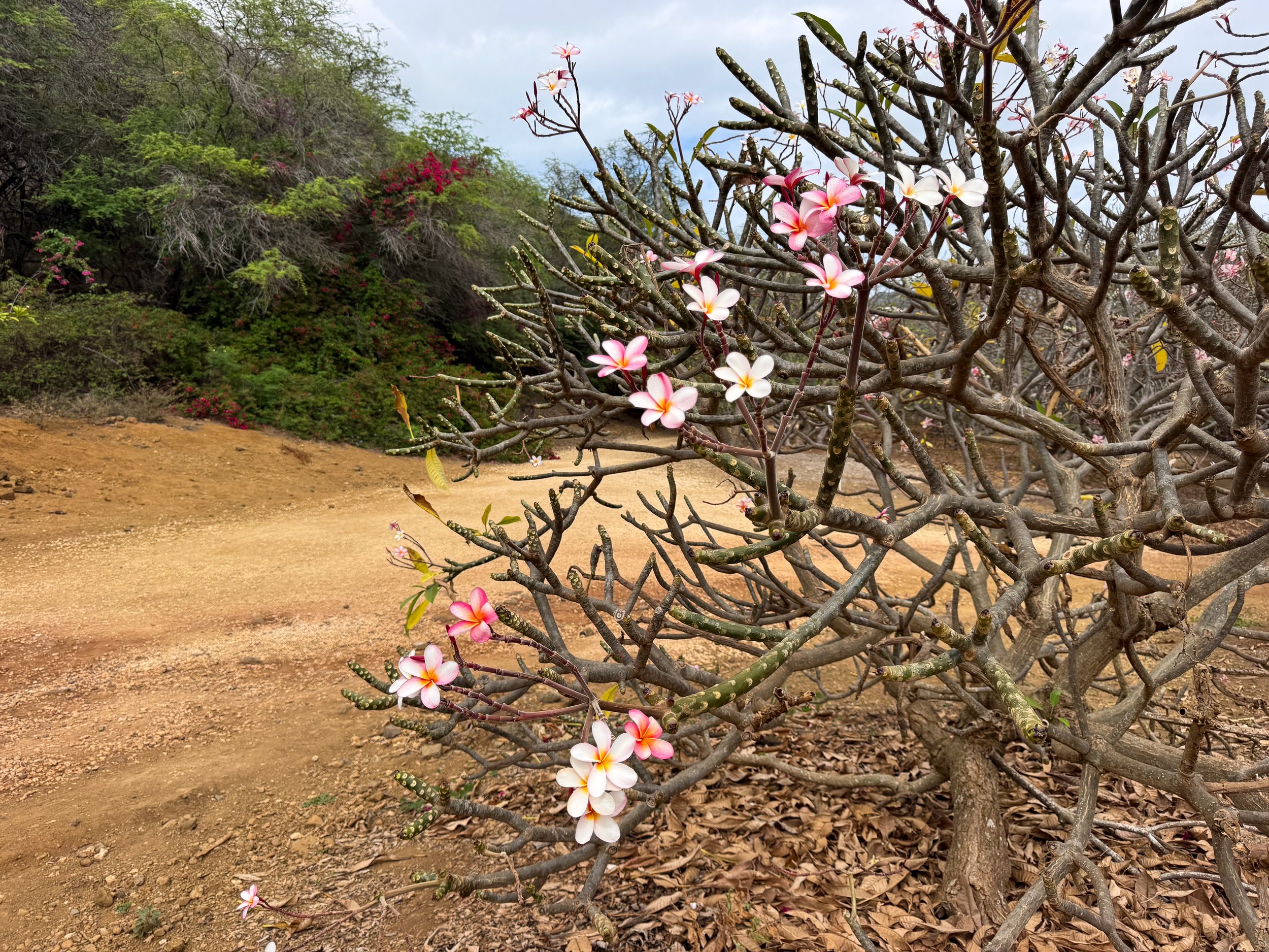 Koko_Crater_Botanical_Garden_01.jpg