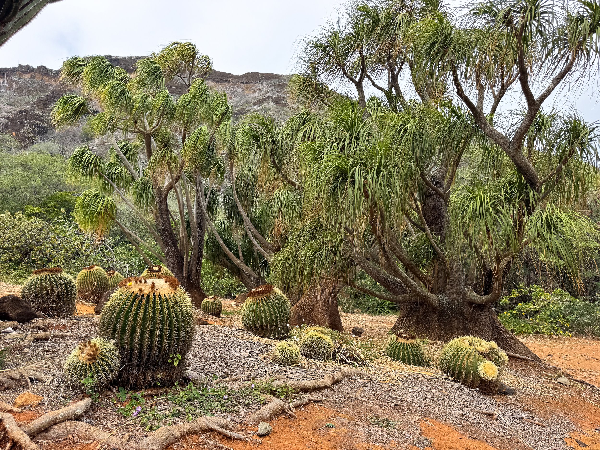 Koko_Crater_Botanical_Garden_04.jpg
