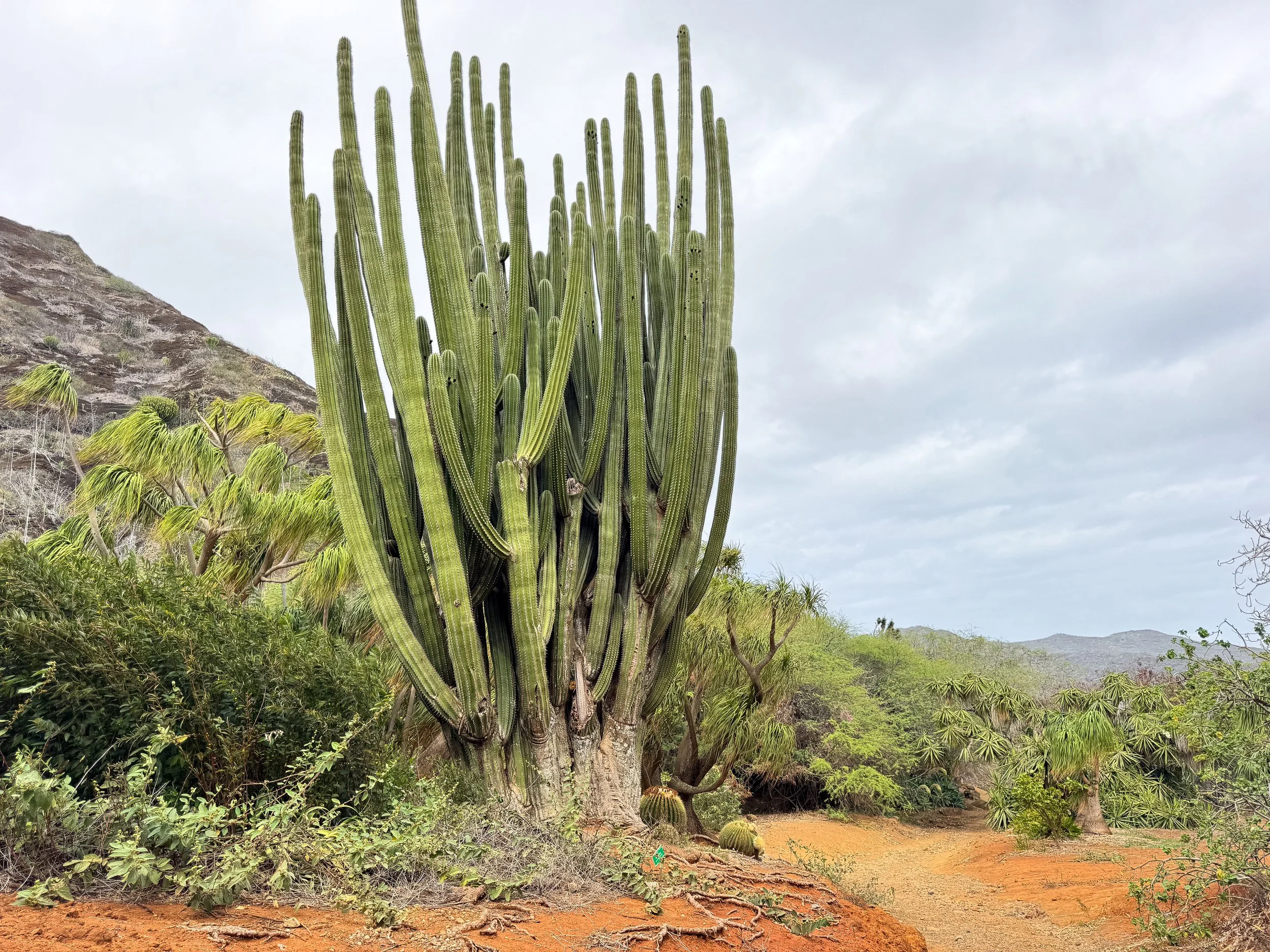 Koko_Crater_Botanical_Garden_05.jpg