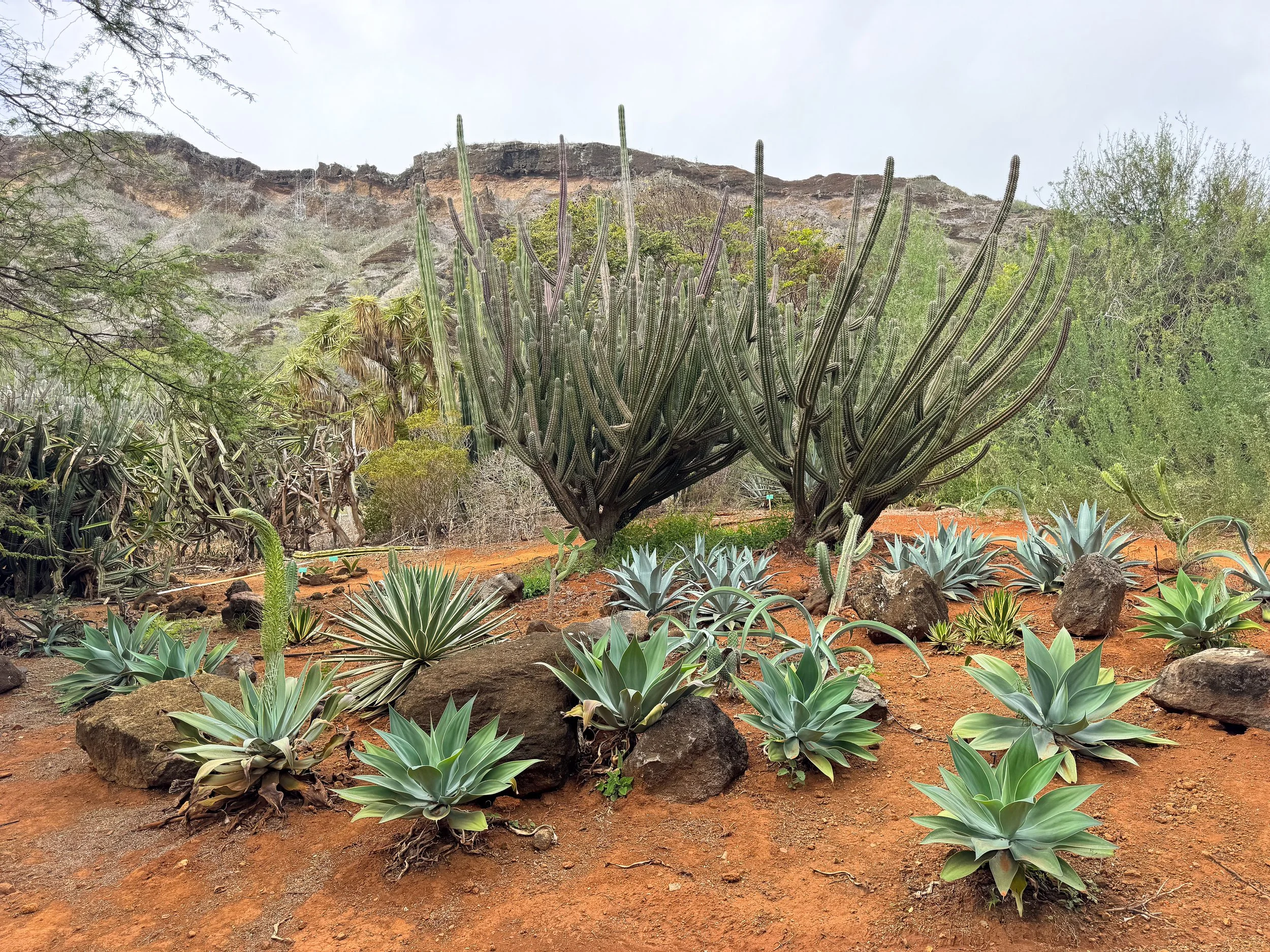 Koko_Crater_Botanical_Garden_06.jpg