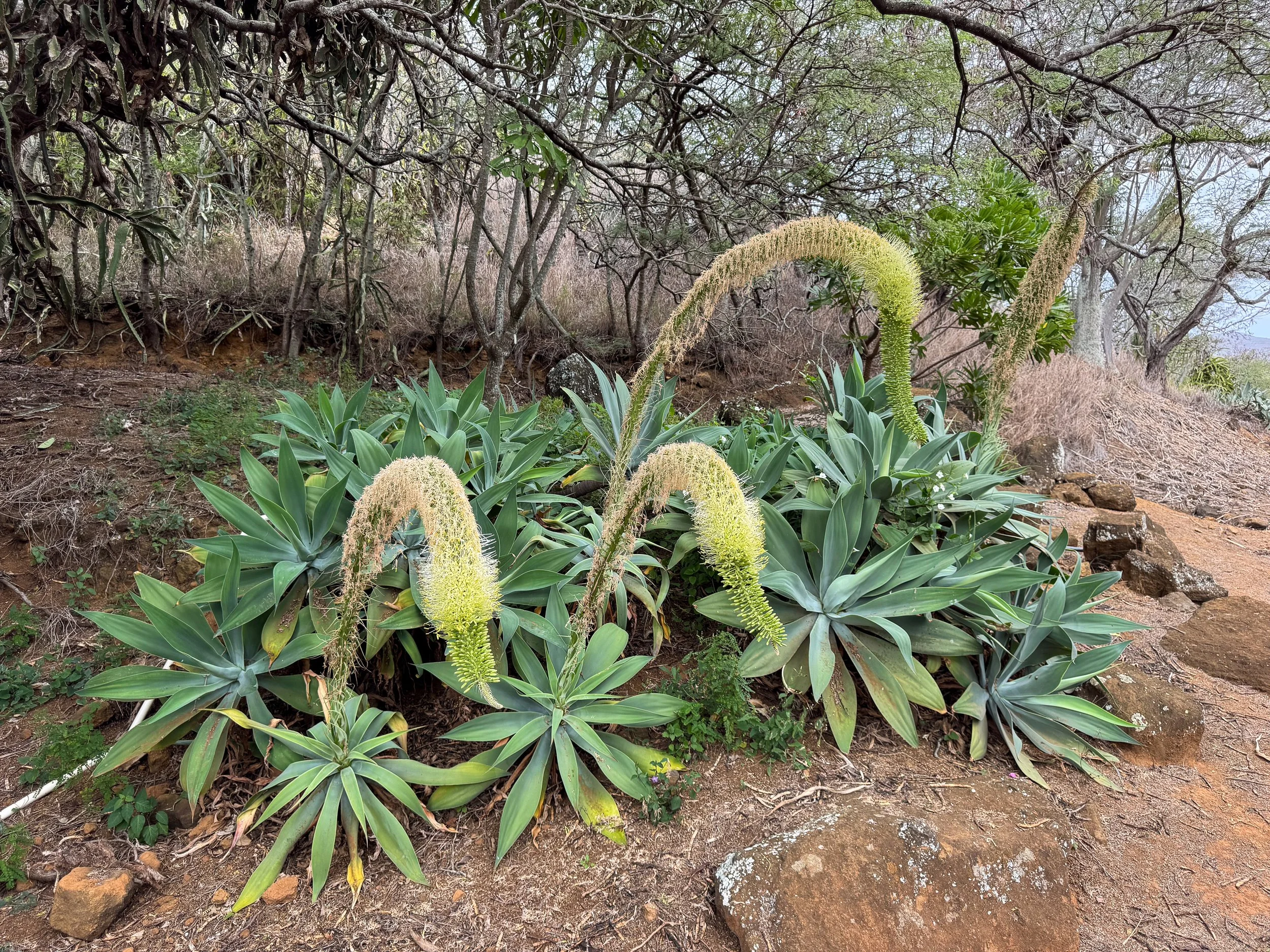 Koko_Crater_Botanical_Garden_07.jpg