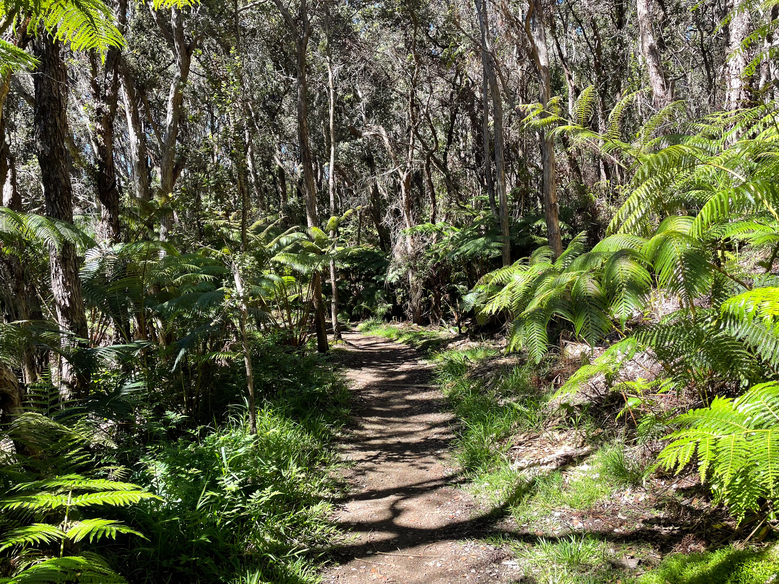 Halema‘uma‘u_Trail_01.jpg