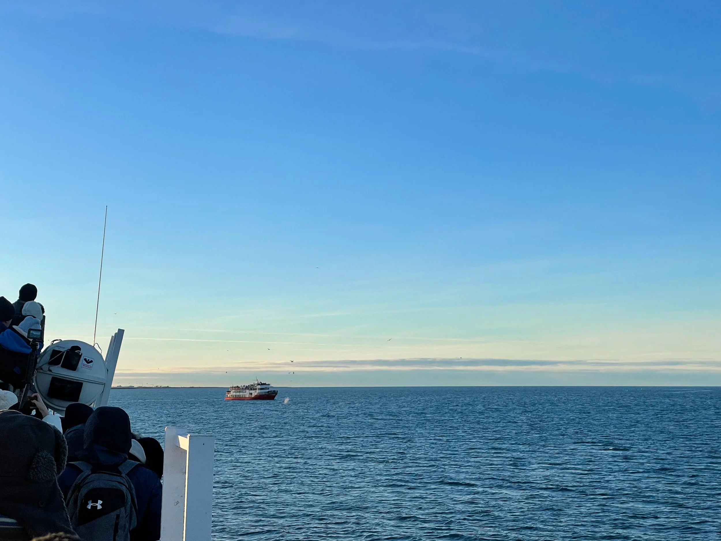 Reykjavik_Whale_Watching_04.jpg