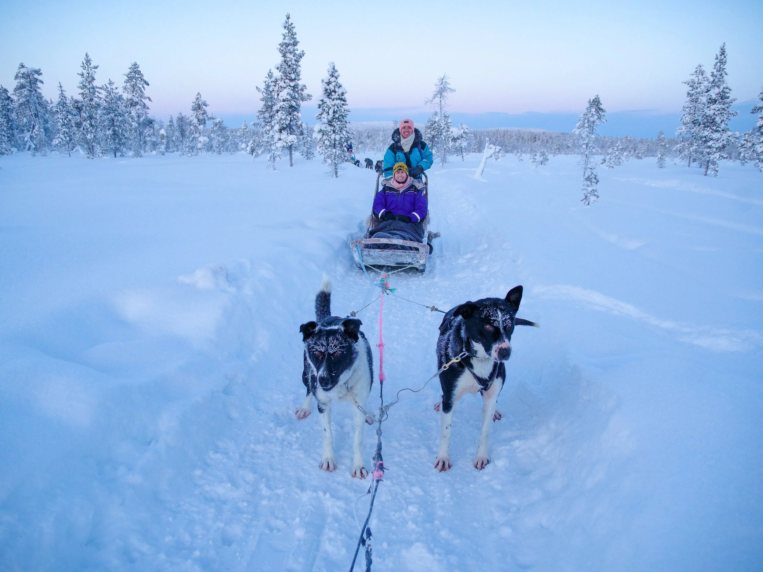 Husky_Mushing_04.jpg