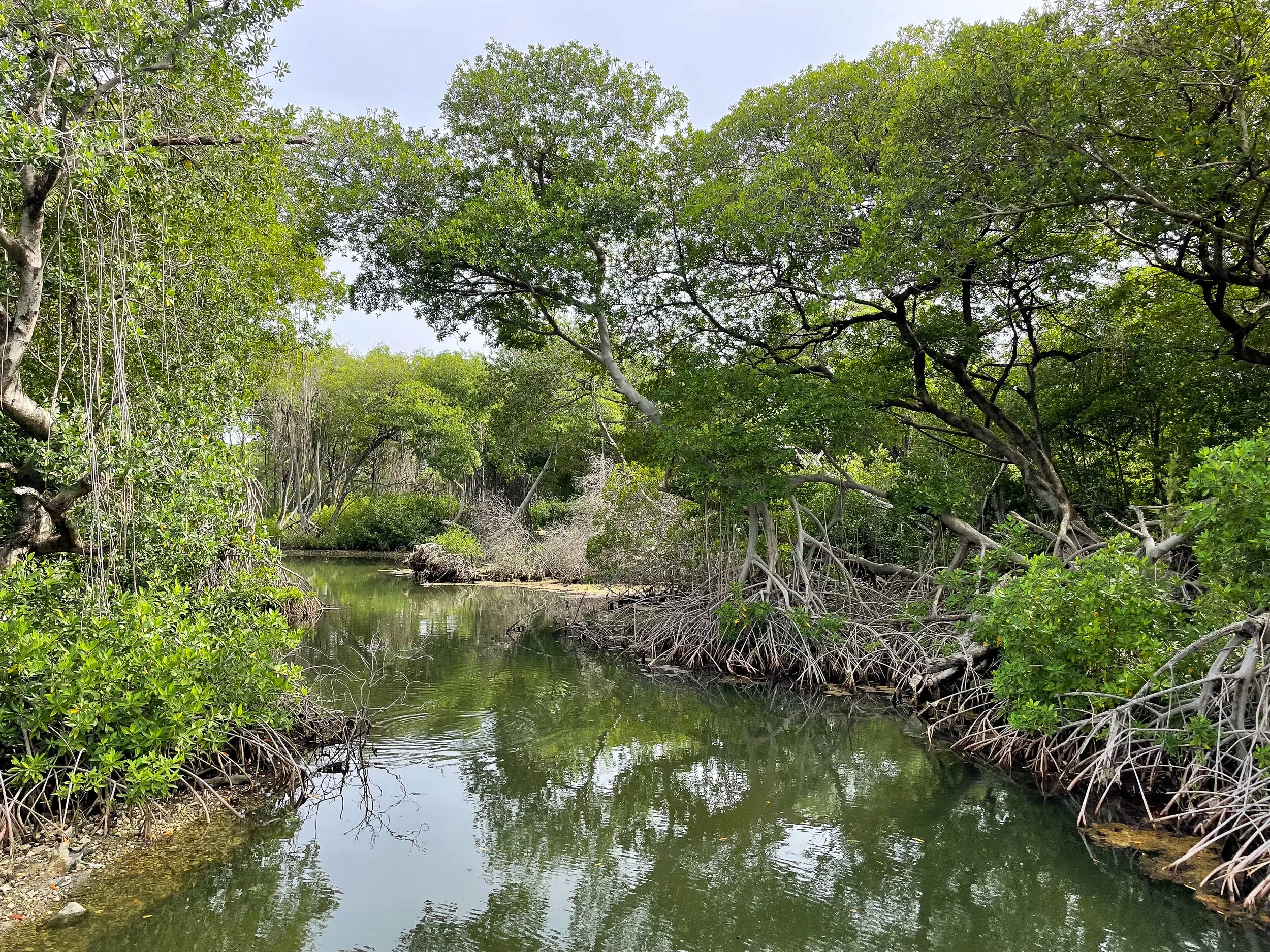 Curaçao_Rif_Mangrove_Park_01.jpg