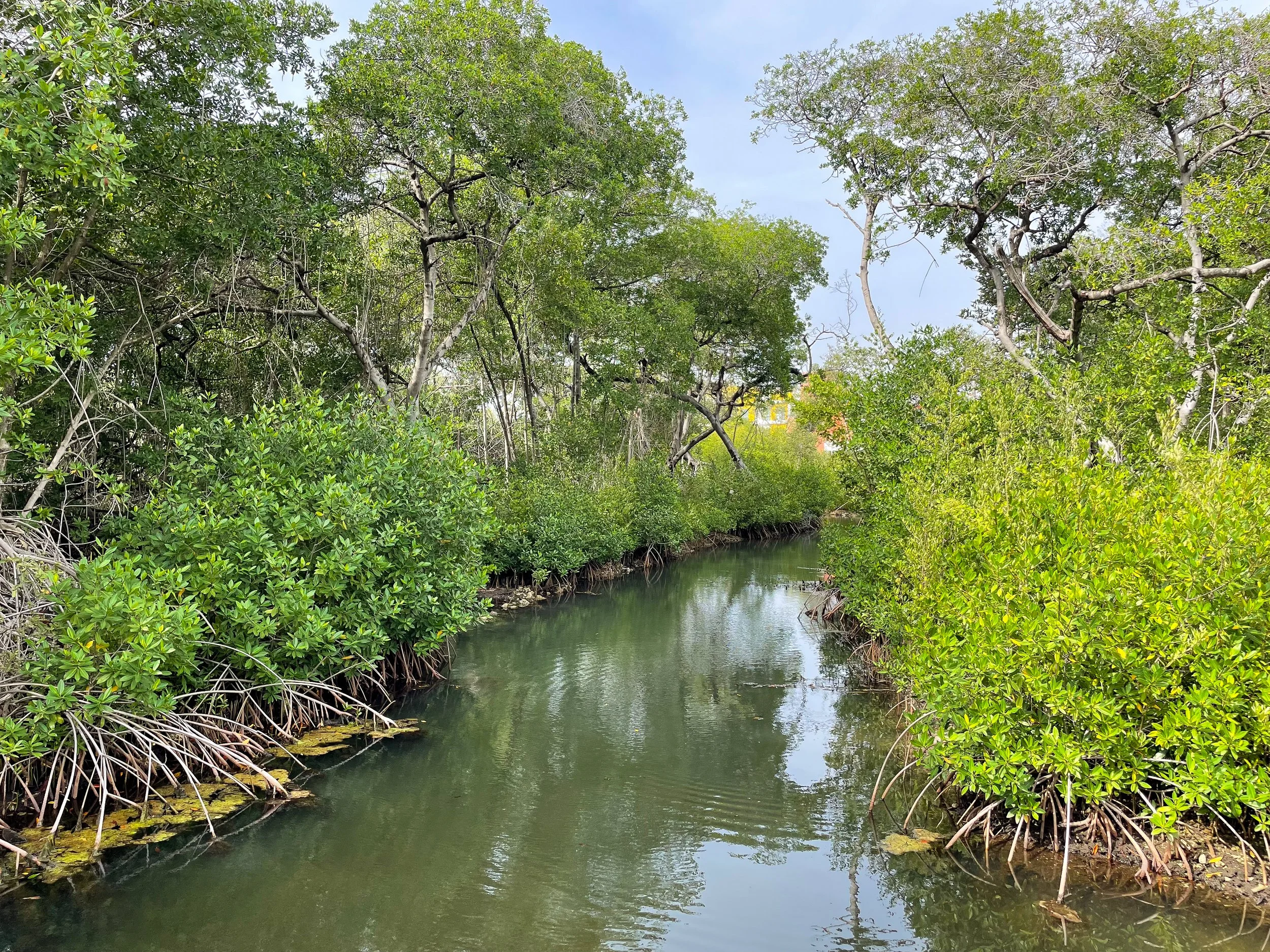 Curaçao_Rif_Mangrove_Park_02.jpg