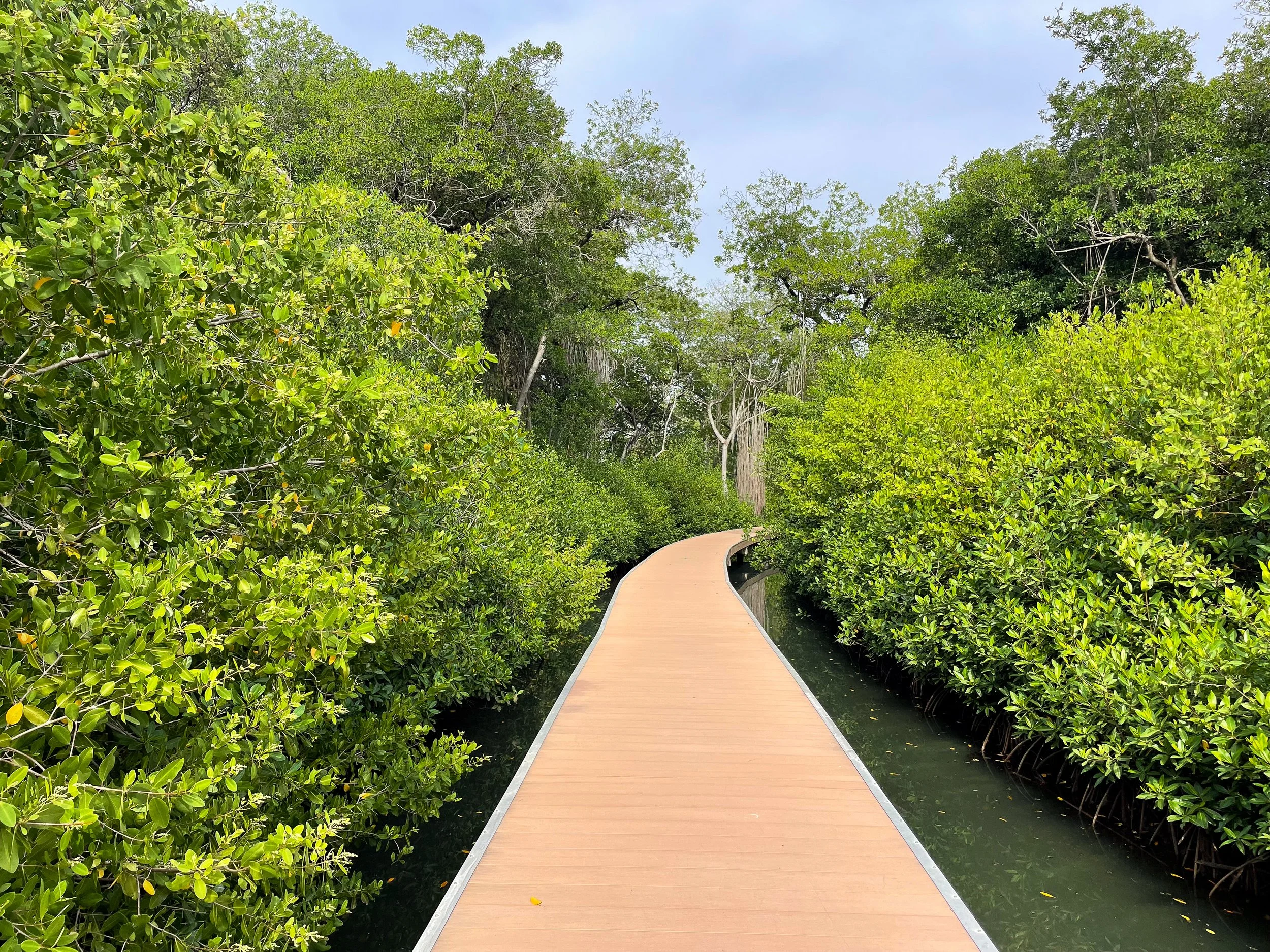 Curaçao_Rif_Mangrove_Park_04.jpg