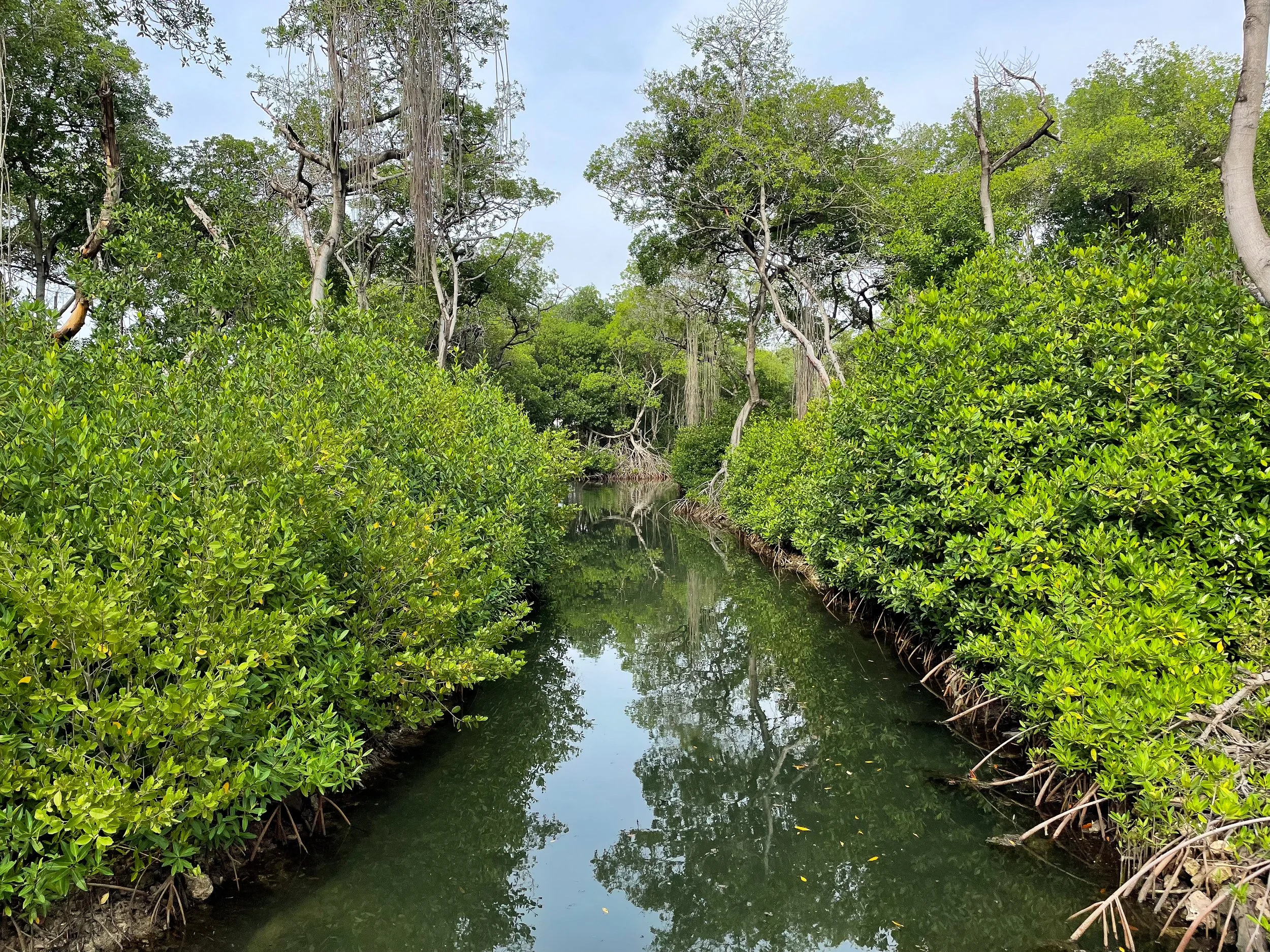 Curaçao_Rif_Mangrove_Park_03.jpg