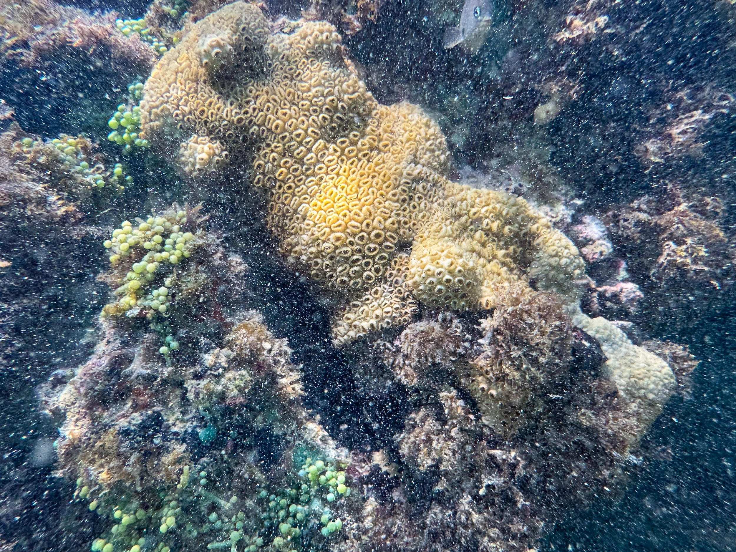 Cayo_Levantado_06.jpg