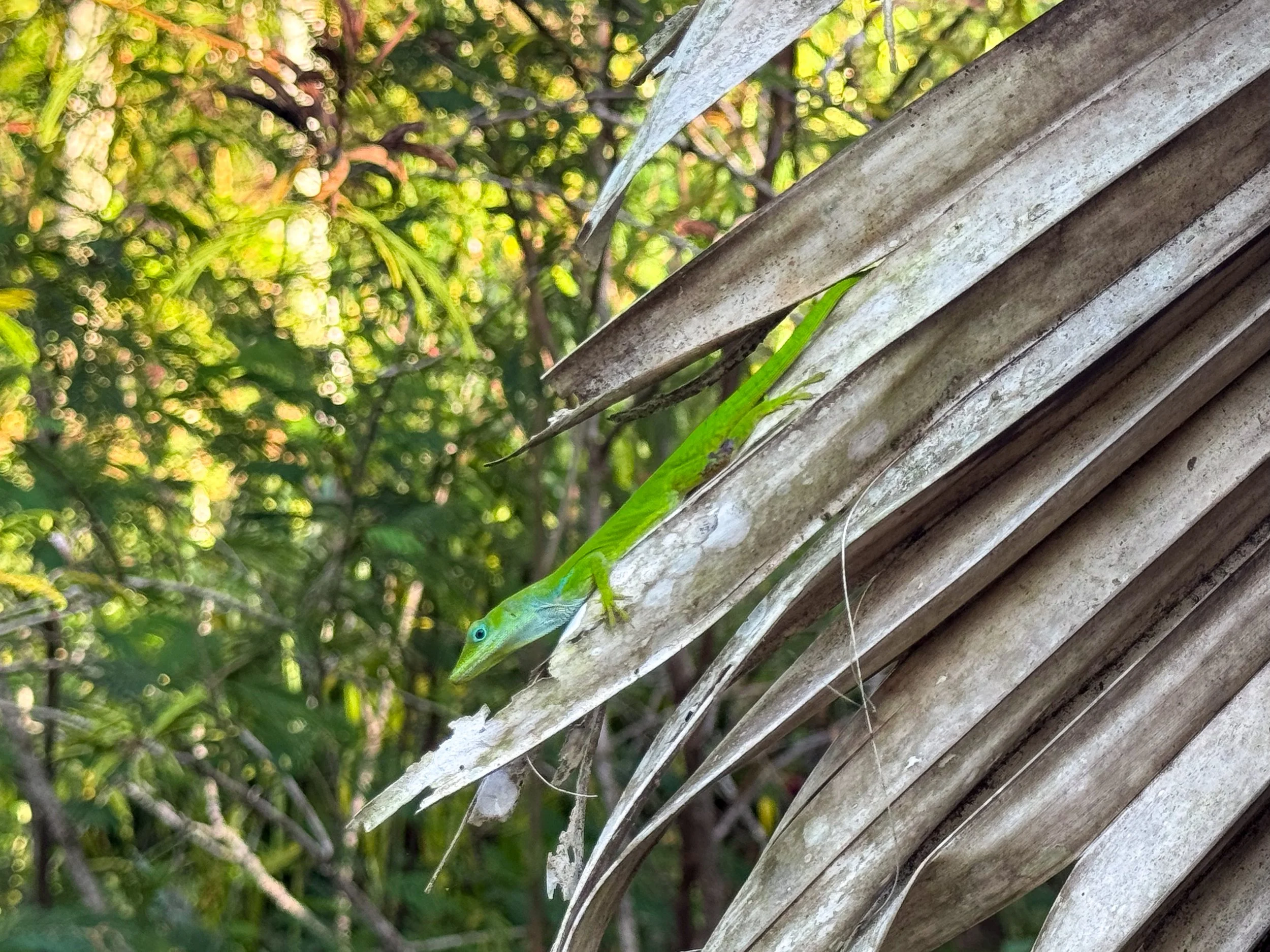 Rancho_Romana_Ecolodge_Park_06.jpg