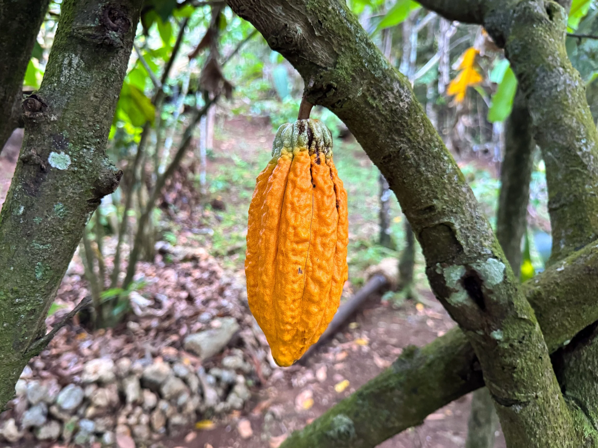 Rancho_Romana_Ecolodge_Park_07.jpg